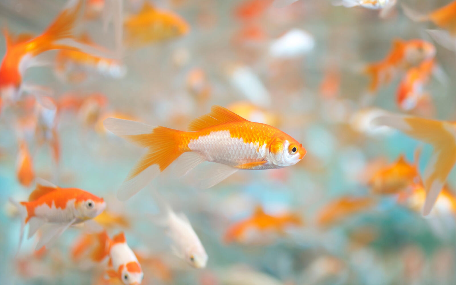 Обои рыбки оранжево-белые чешуя на рабочий стол