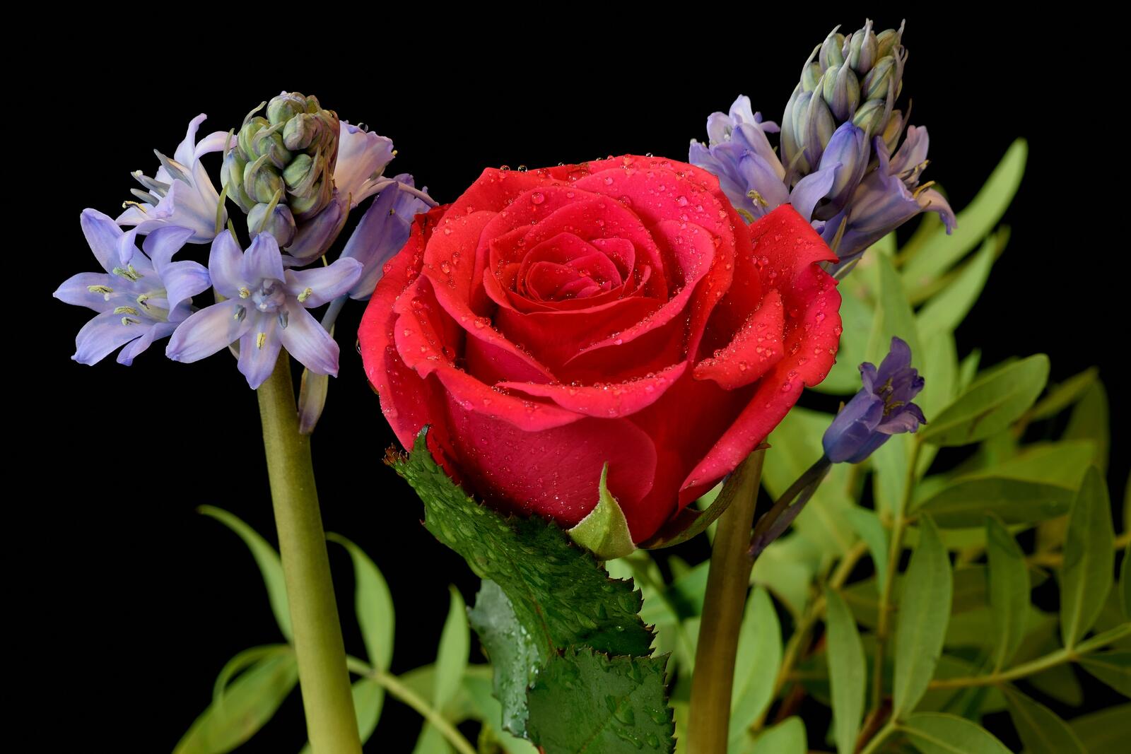 Обои Гиацинт роза цветы на рабочий стол