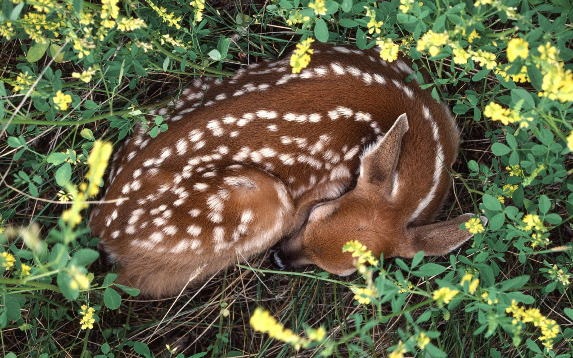 З сплячими. Олененок лежит. Животные в лесу. Спящий олень. Спящий Олененок.