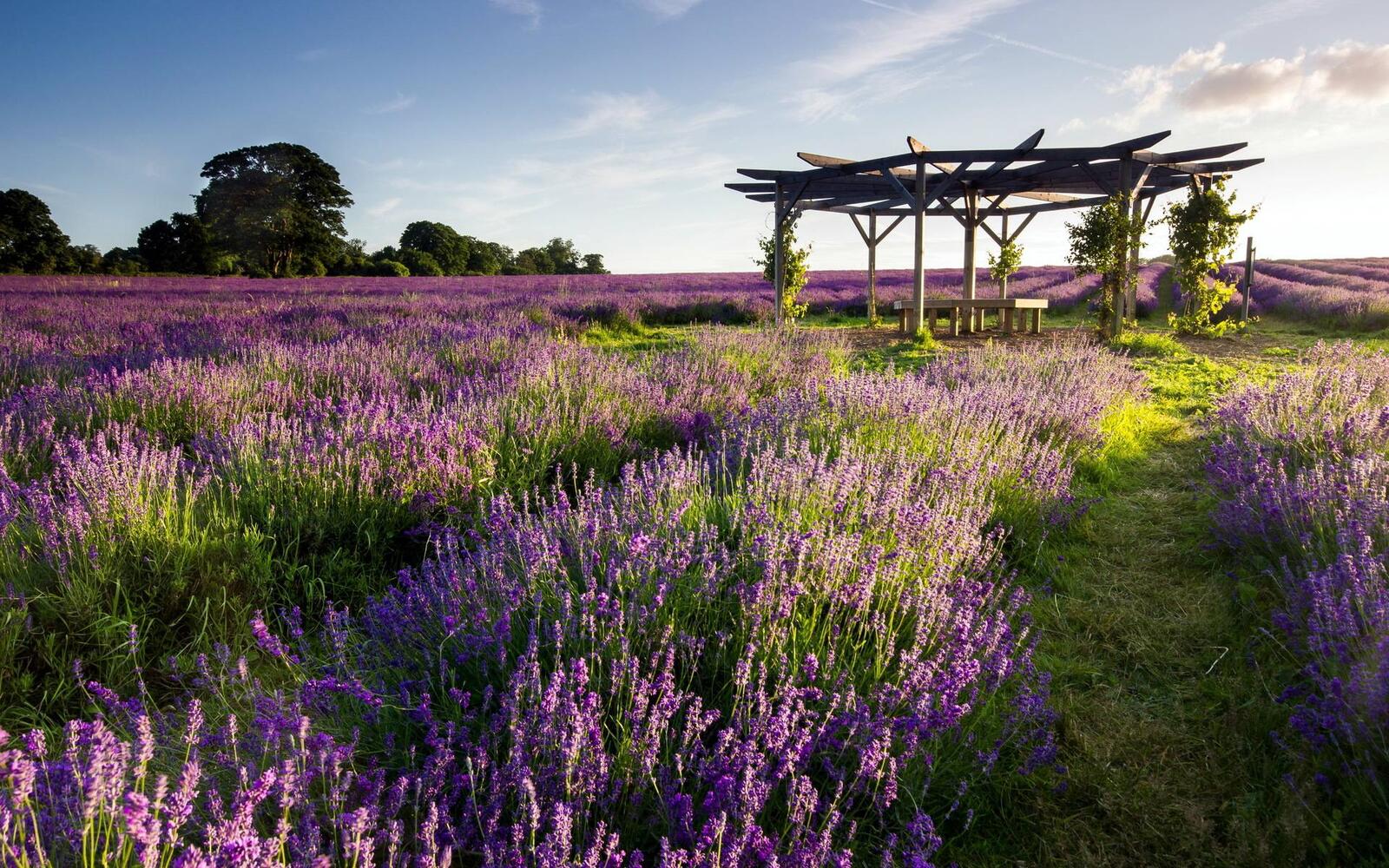Wallpapers field of lavender construction flowers on the desktop