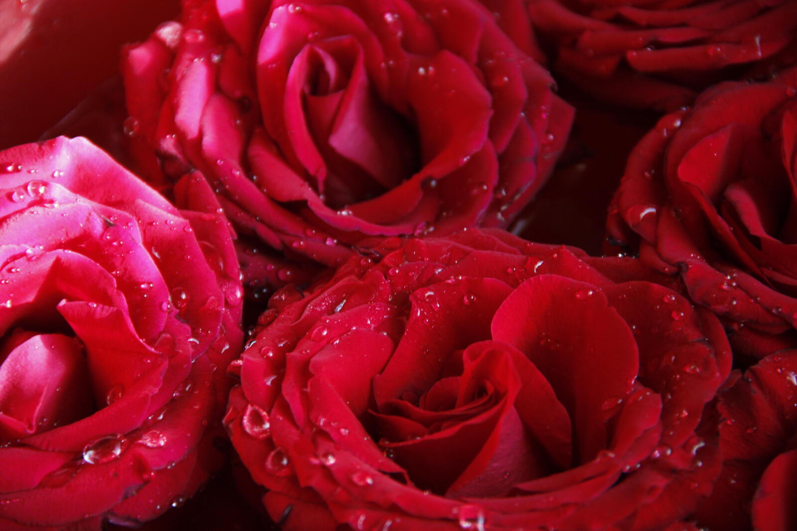 桌面上的壁纸花 玫瑰 红玫瑰