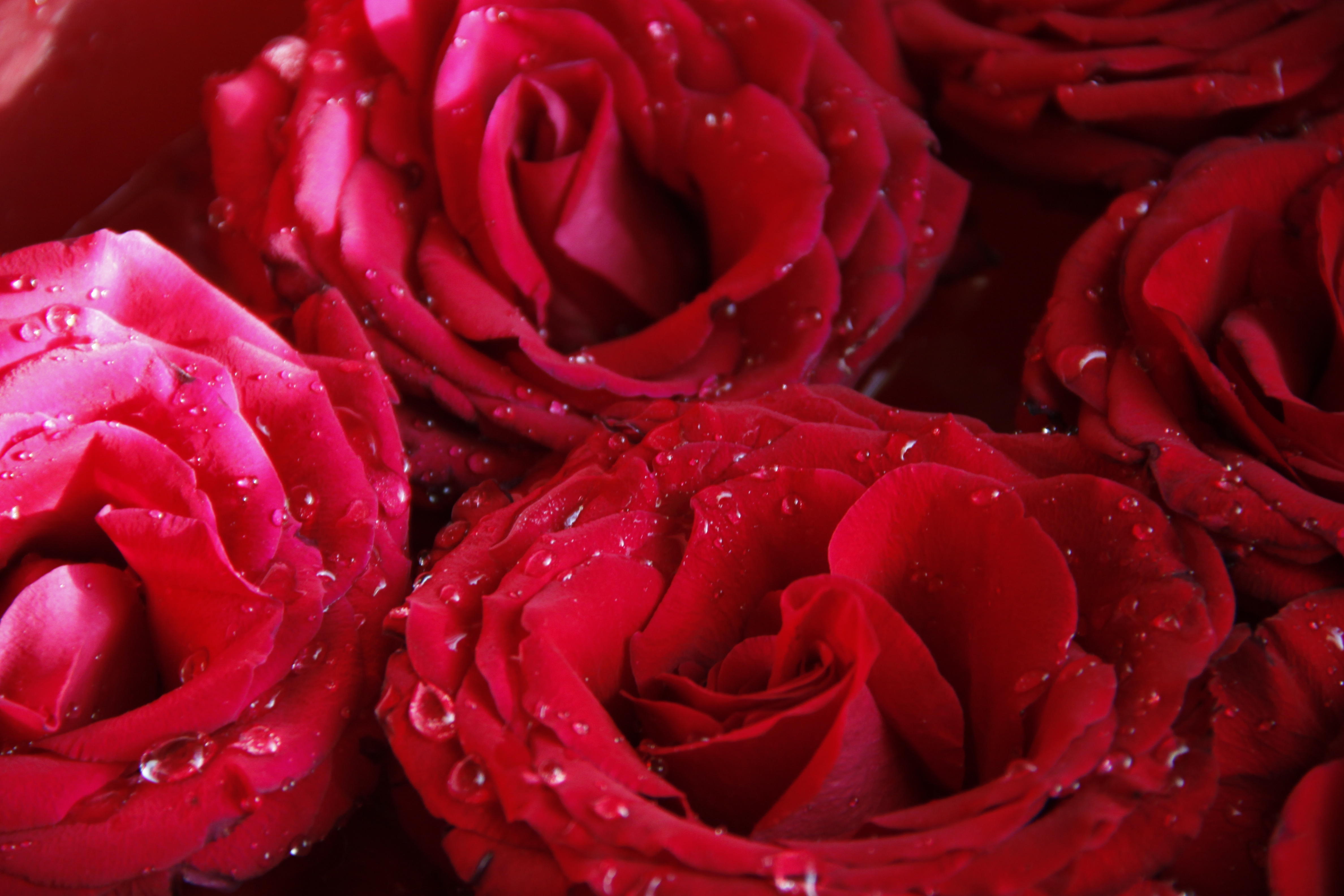 Wallpapers flower roses red roses on the desktop