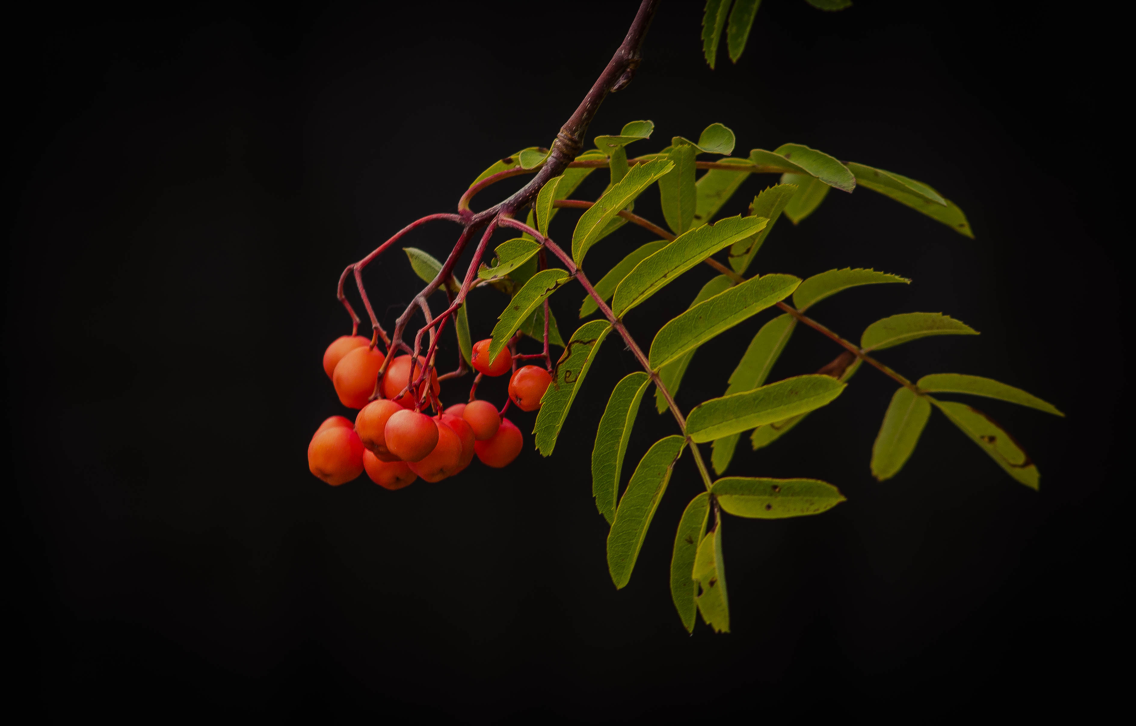 Wallpapers black background rowanberry leaves on the desktop