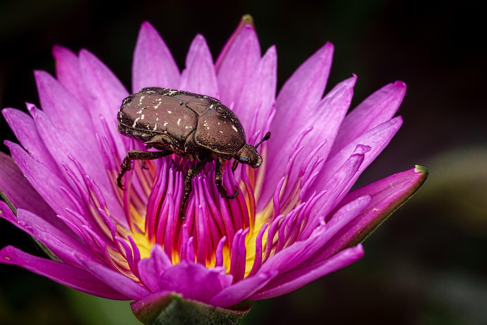 Wallpapers water lily insect water-lilies on the desktop