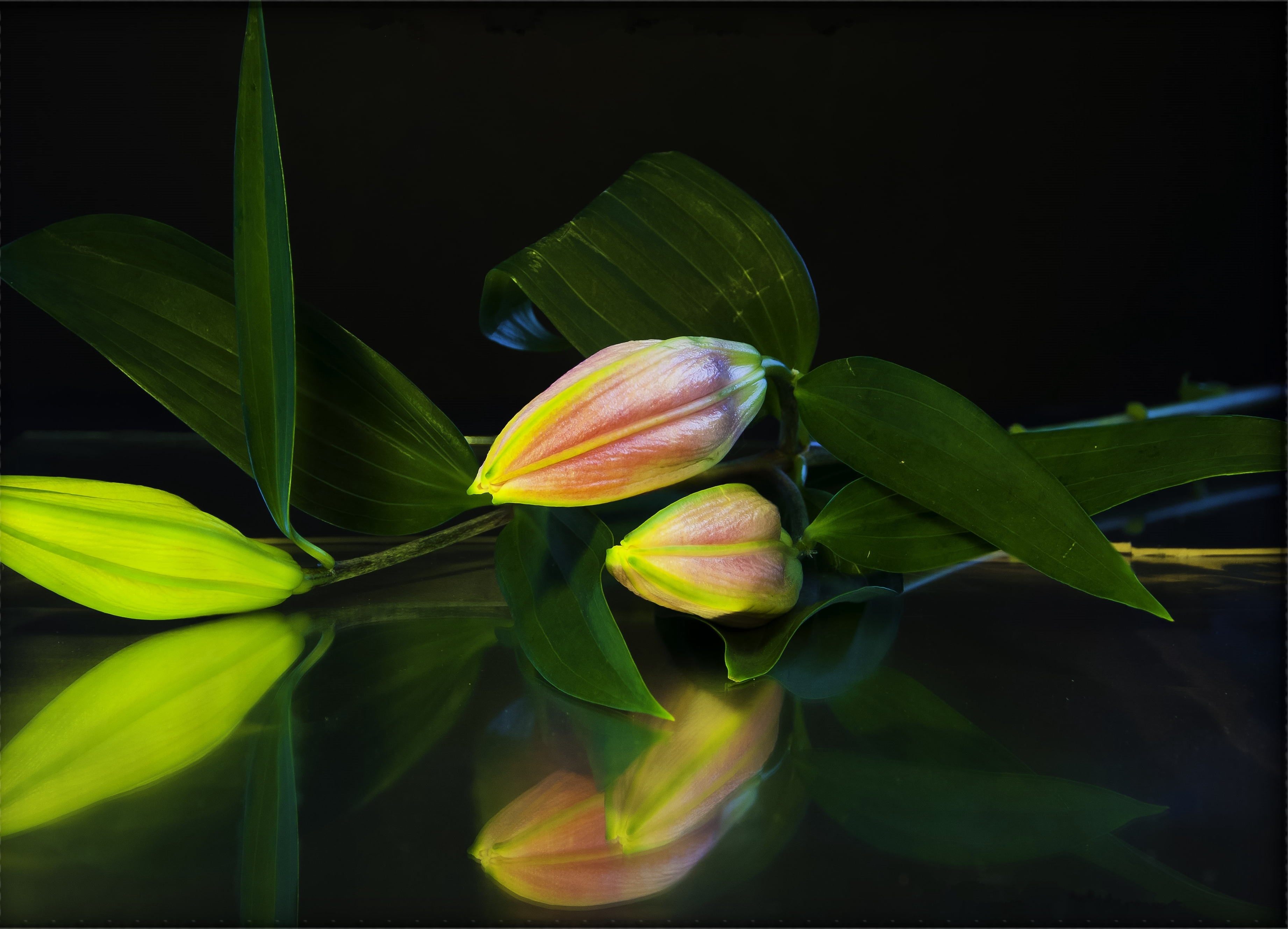 Фото зеленые листья лилии цветы - бесплатные картинки на Fonwall