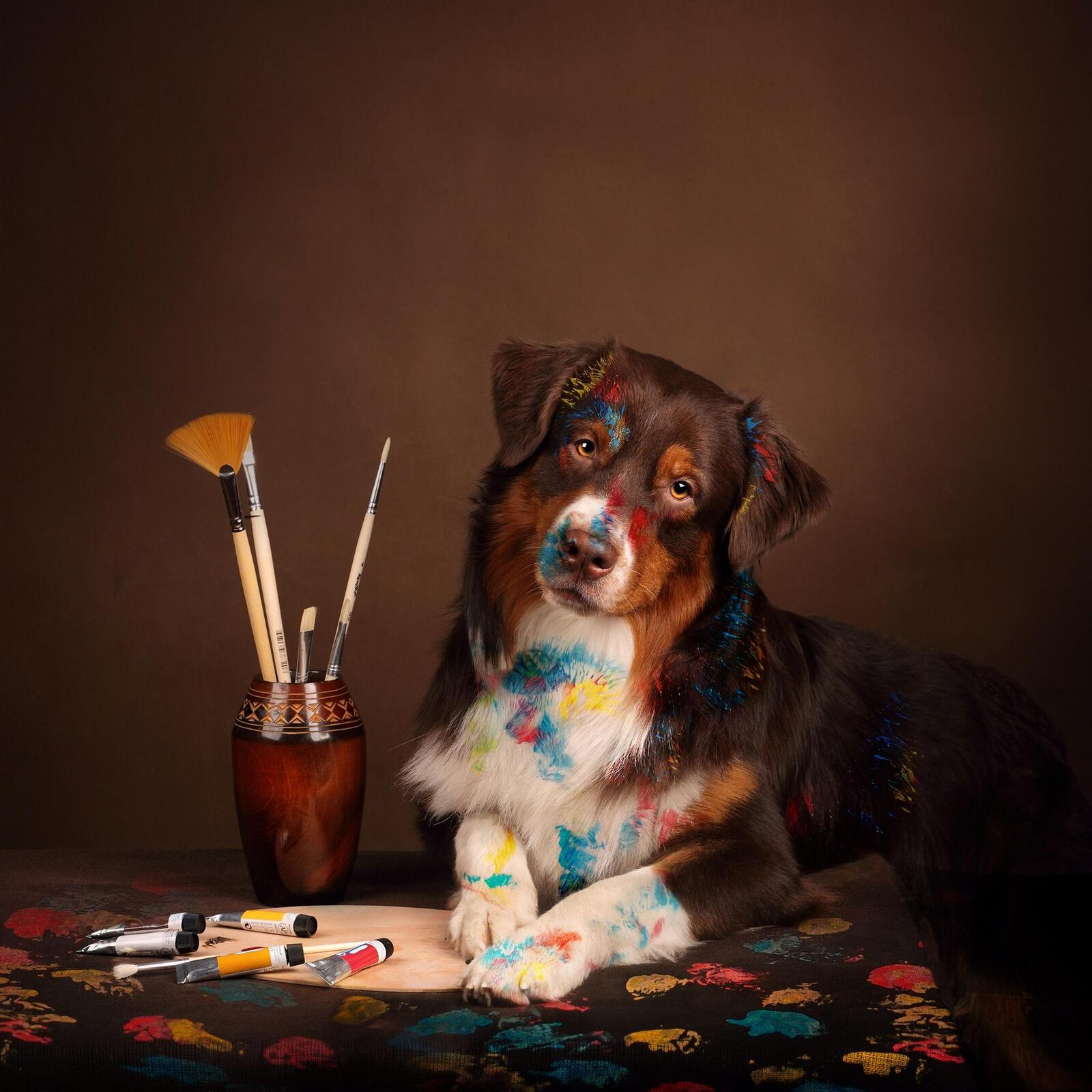 Wallpapers brush paint dog on the desktop
