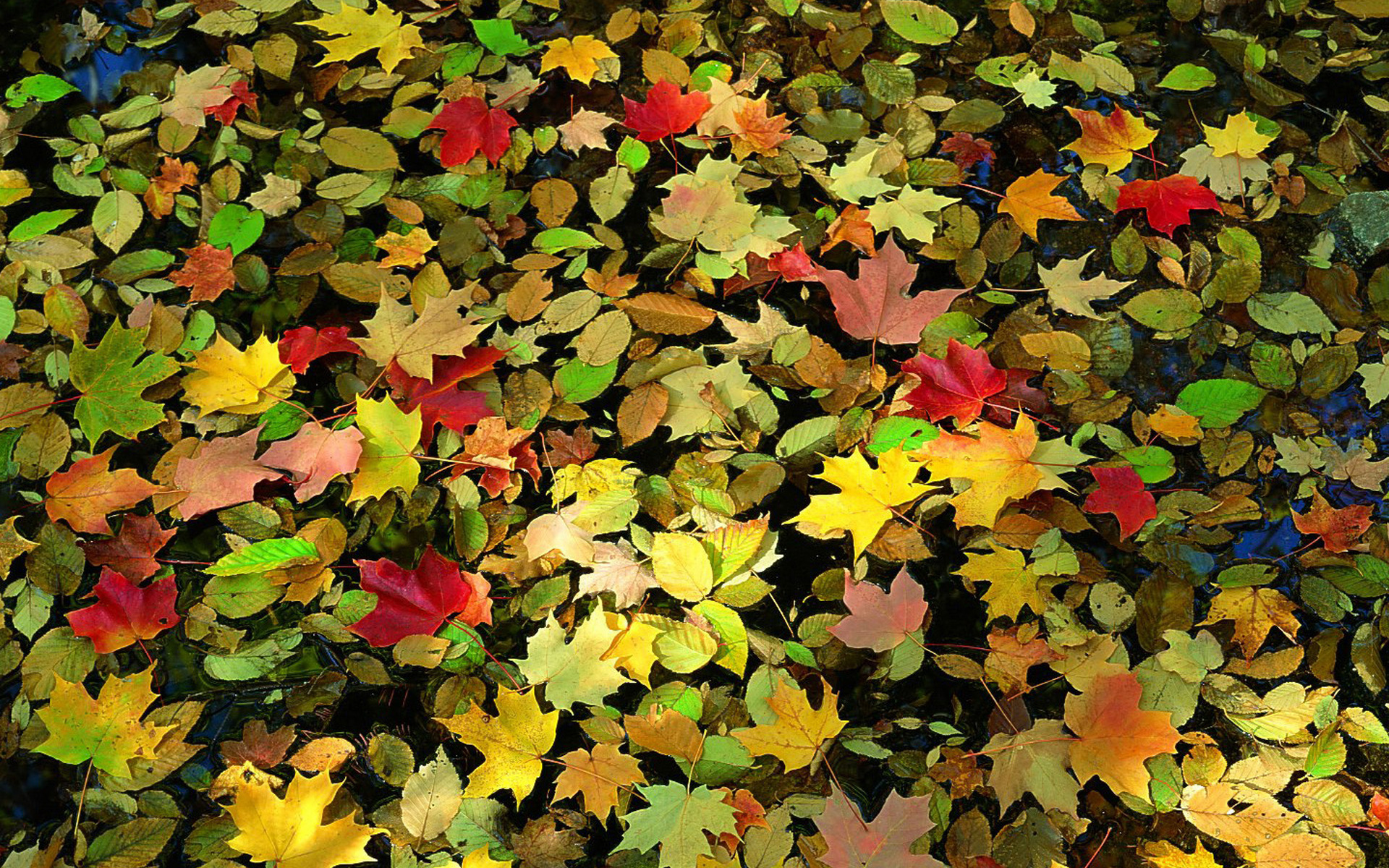 Wallpapers autumn leaves different on the desktop