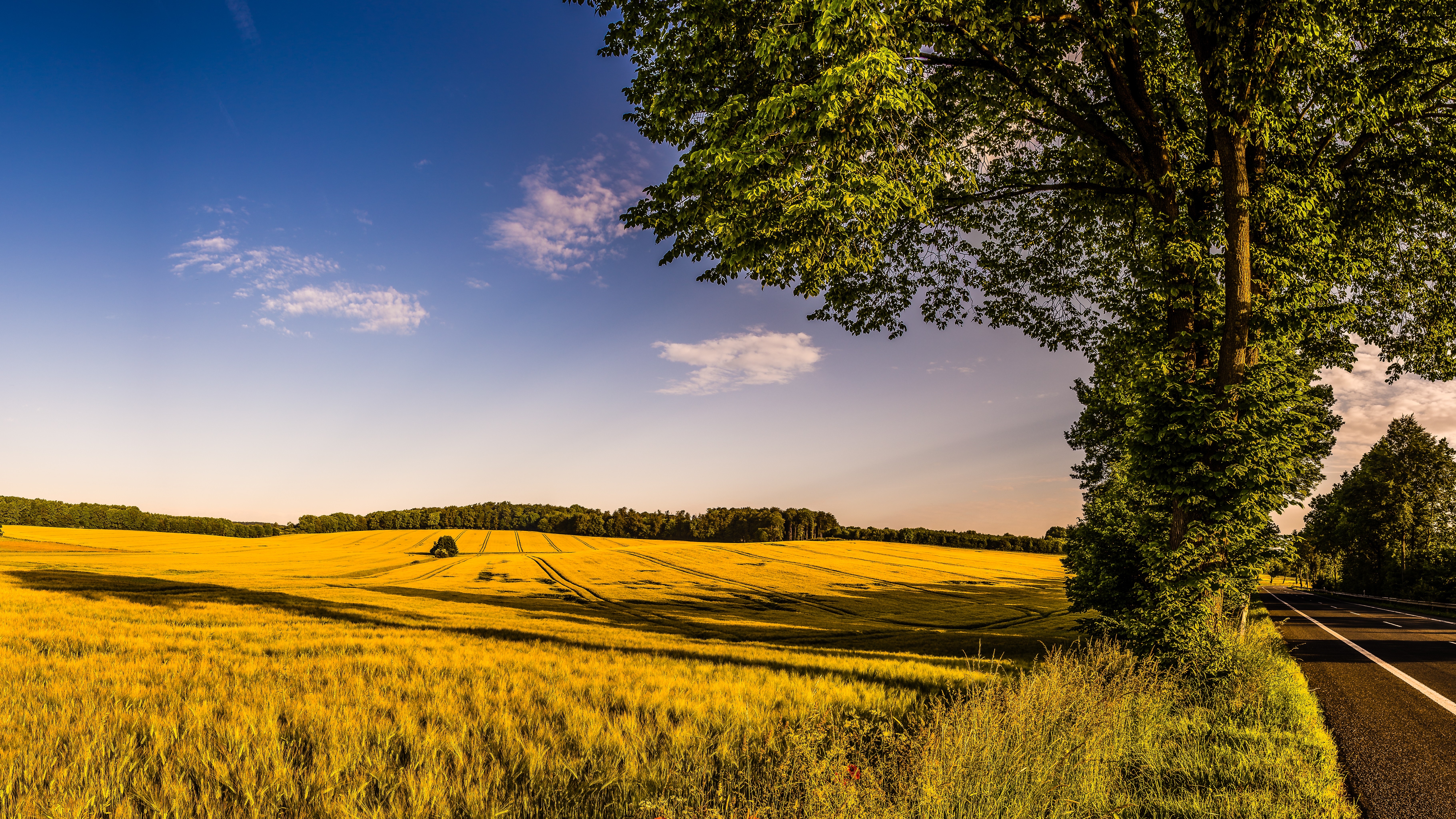 Photo free yellow field, large field, landscape