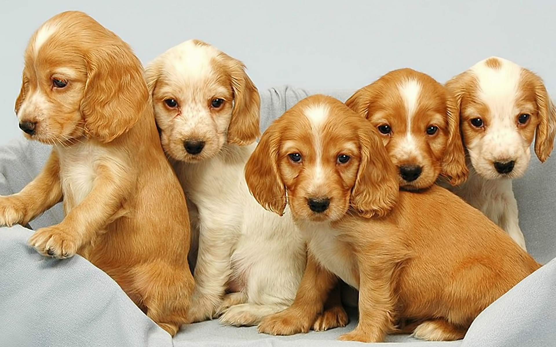 Wallpapers puppies muzzles ears on the desktop