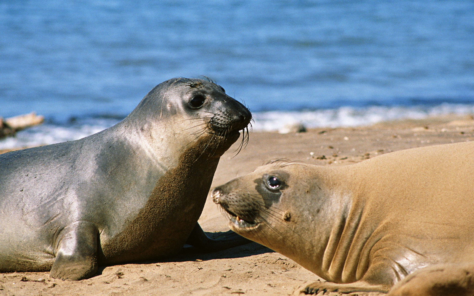 Wallpapers fur seals snouts whiskers on the desktop