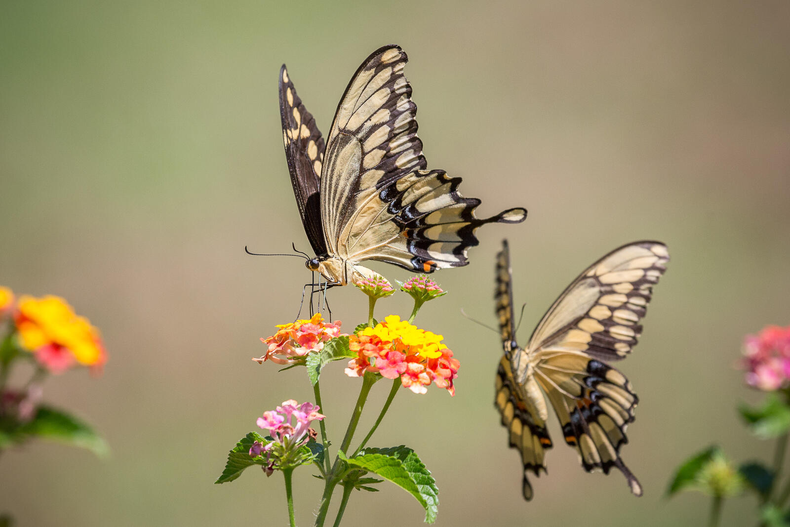 Wallpapers flora butterfly insects on the desktop