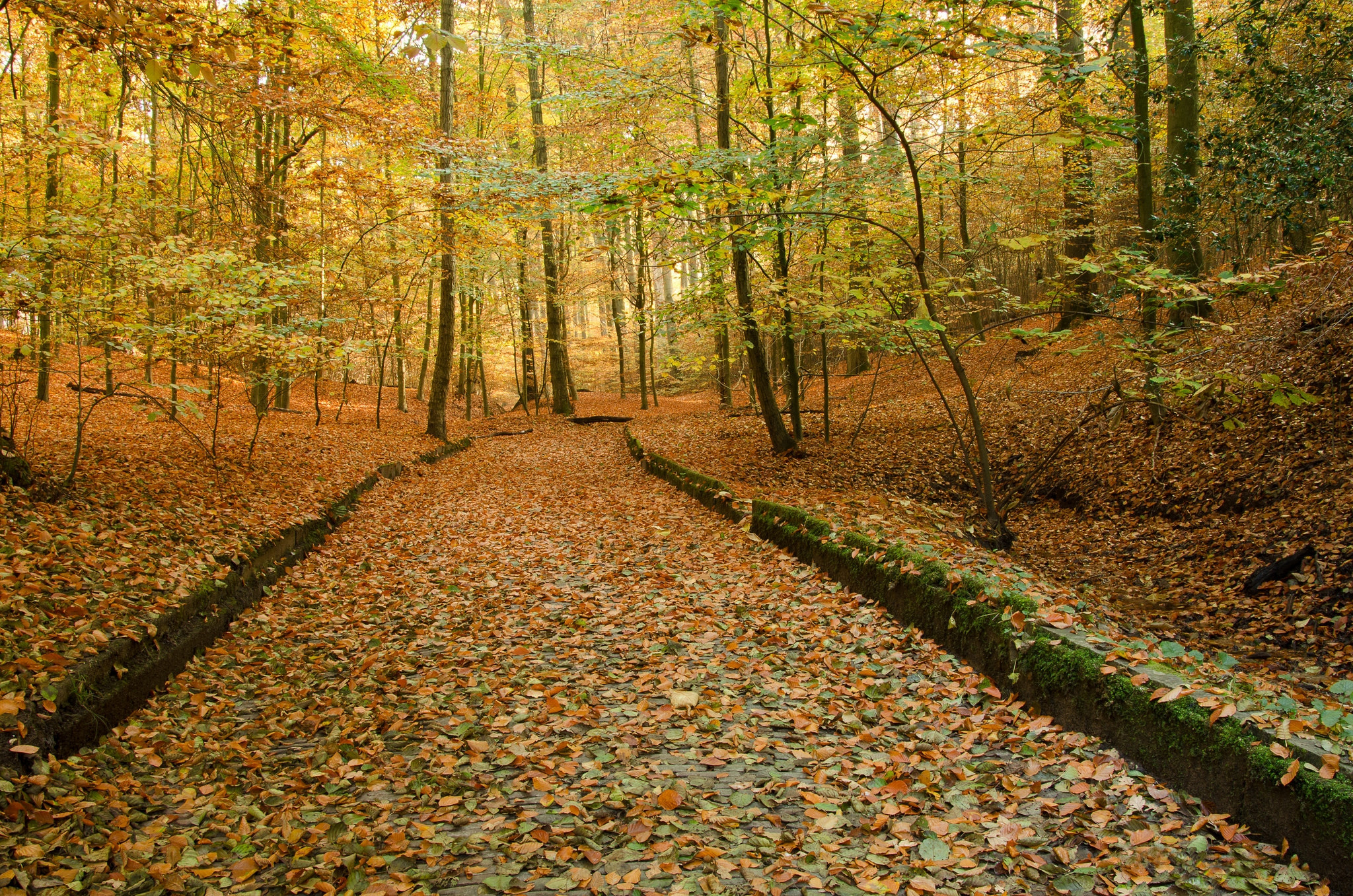 Обои пейзаж дорога по лесу осенние листья на рабочий стол