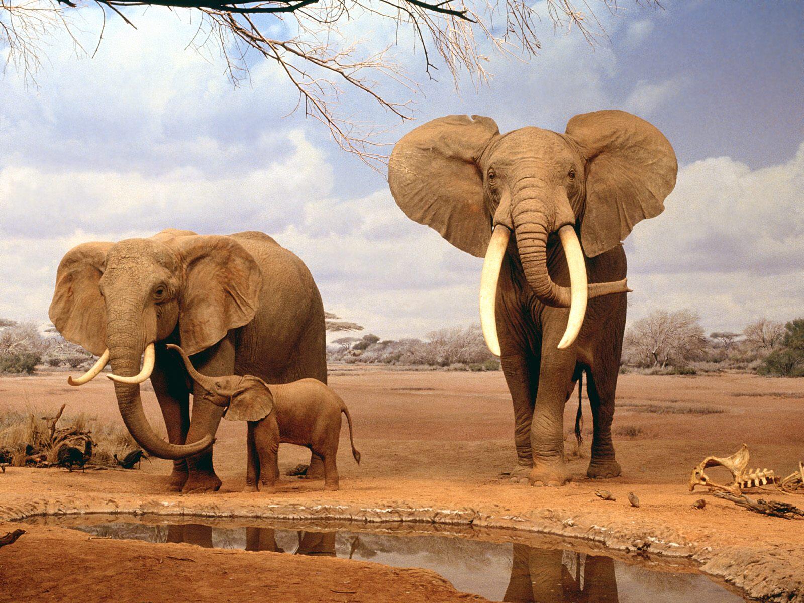 Обои семья слонов слоны слоненок на рабочий стол