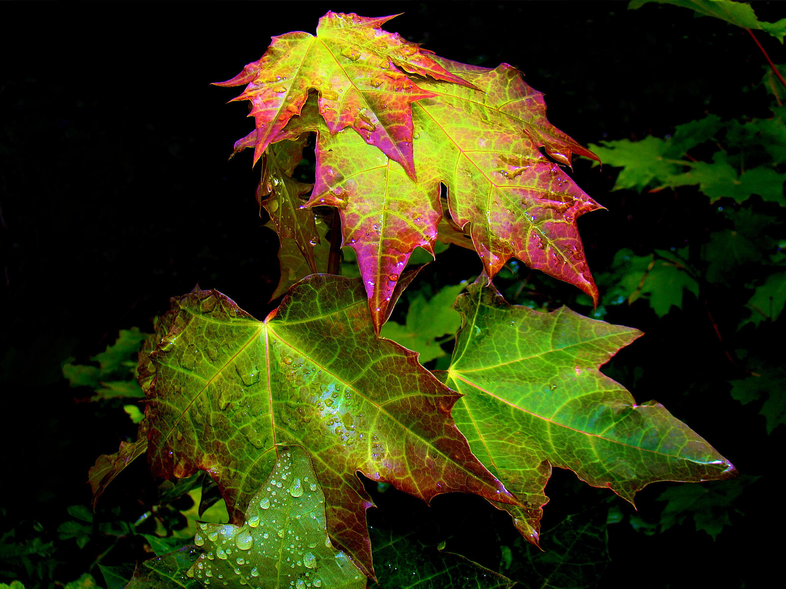 Wallpapers leaves maple drops on the desktop