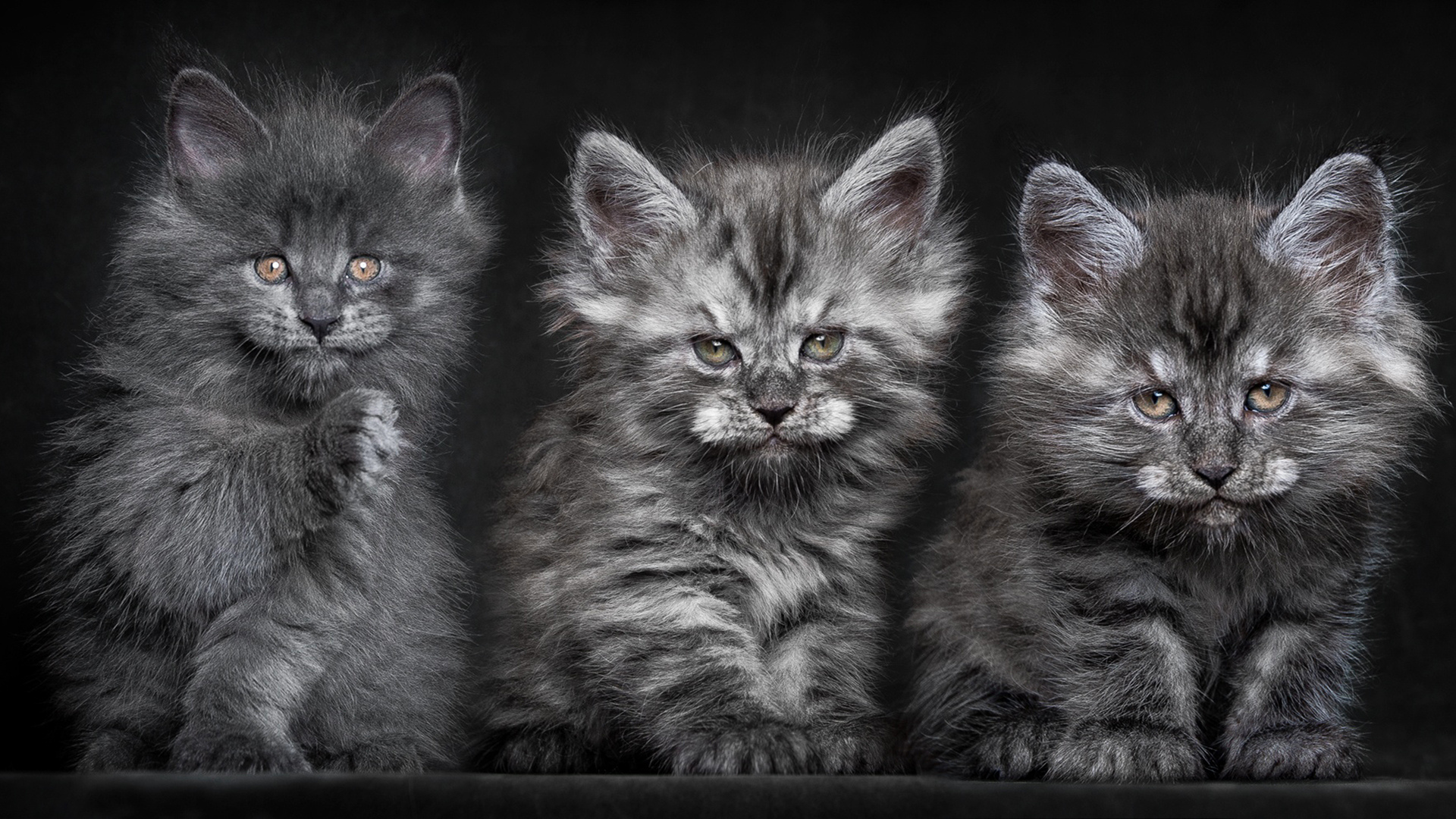 Wallpapers kittens gray small on the desktop