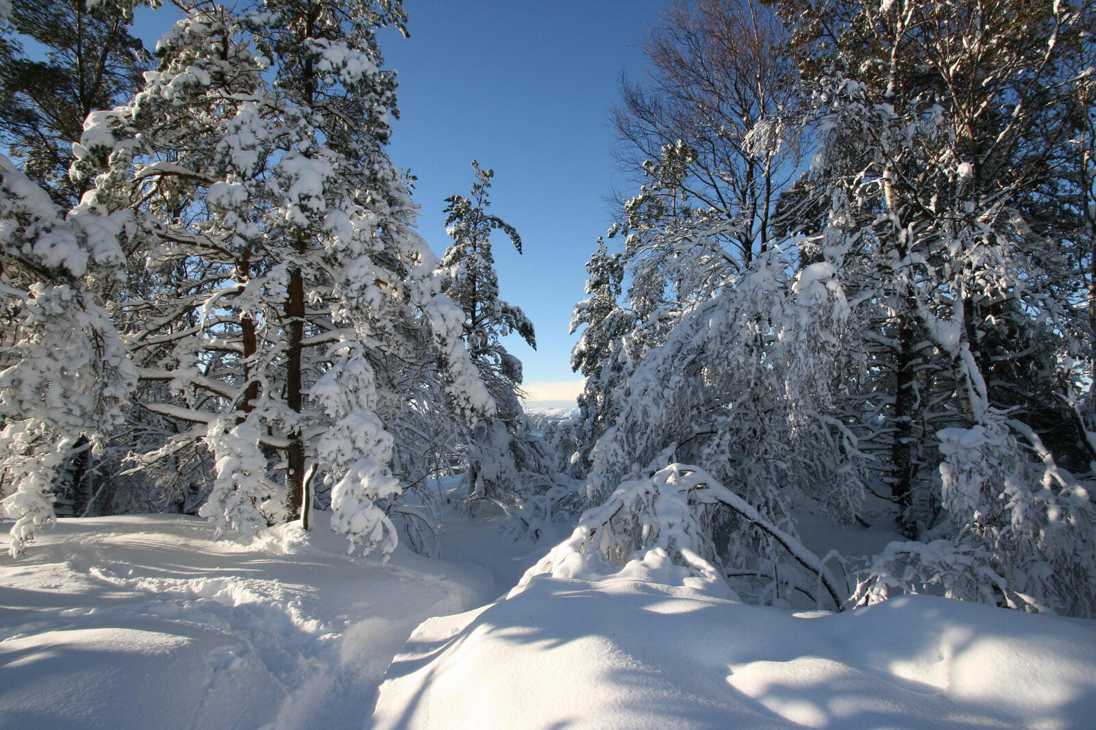 桌面上的壁纸冬季森林 树木 雪中的树木