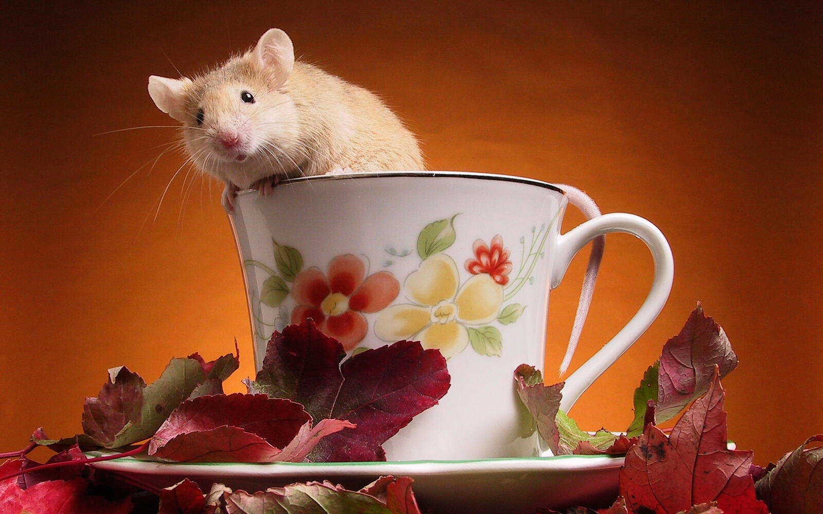 Wallpapers cup rodent saucer on the desktop