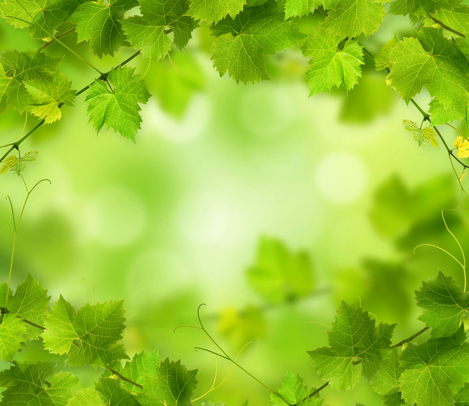 Wallpapers branches leaves green background on the desktop
