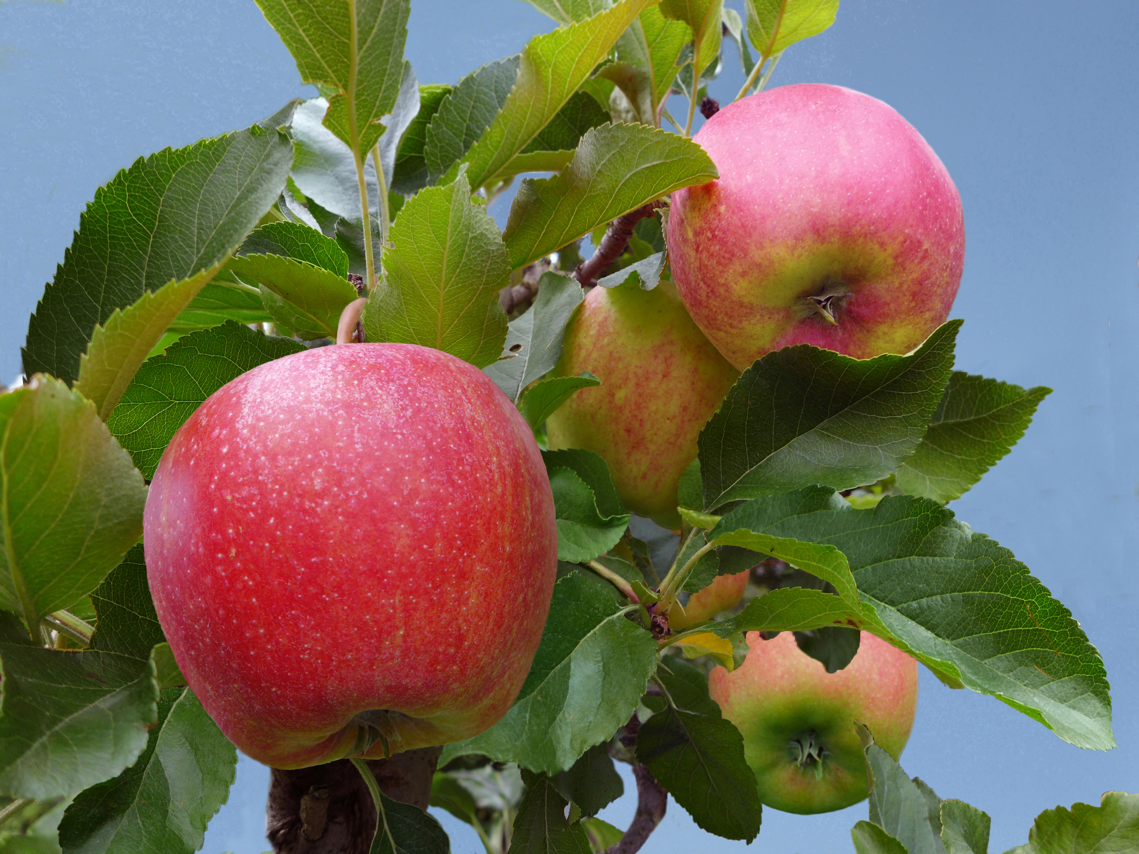 Обои яблоки яблоня листья на рабочий стол