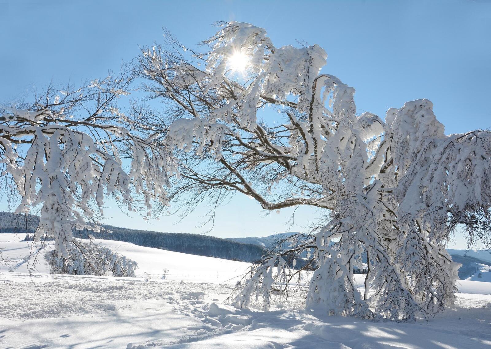 Wallpapers winter sunny weather landscapes on the desktop