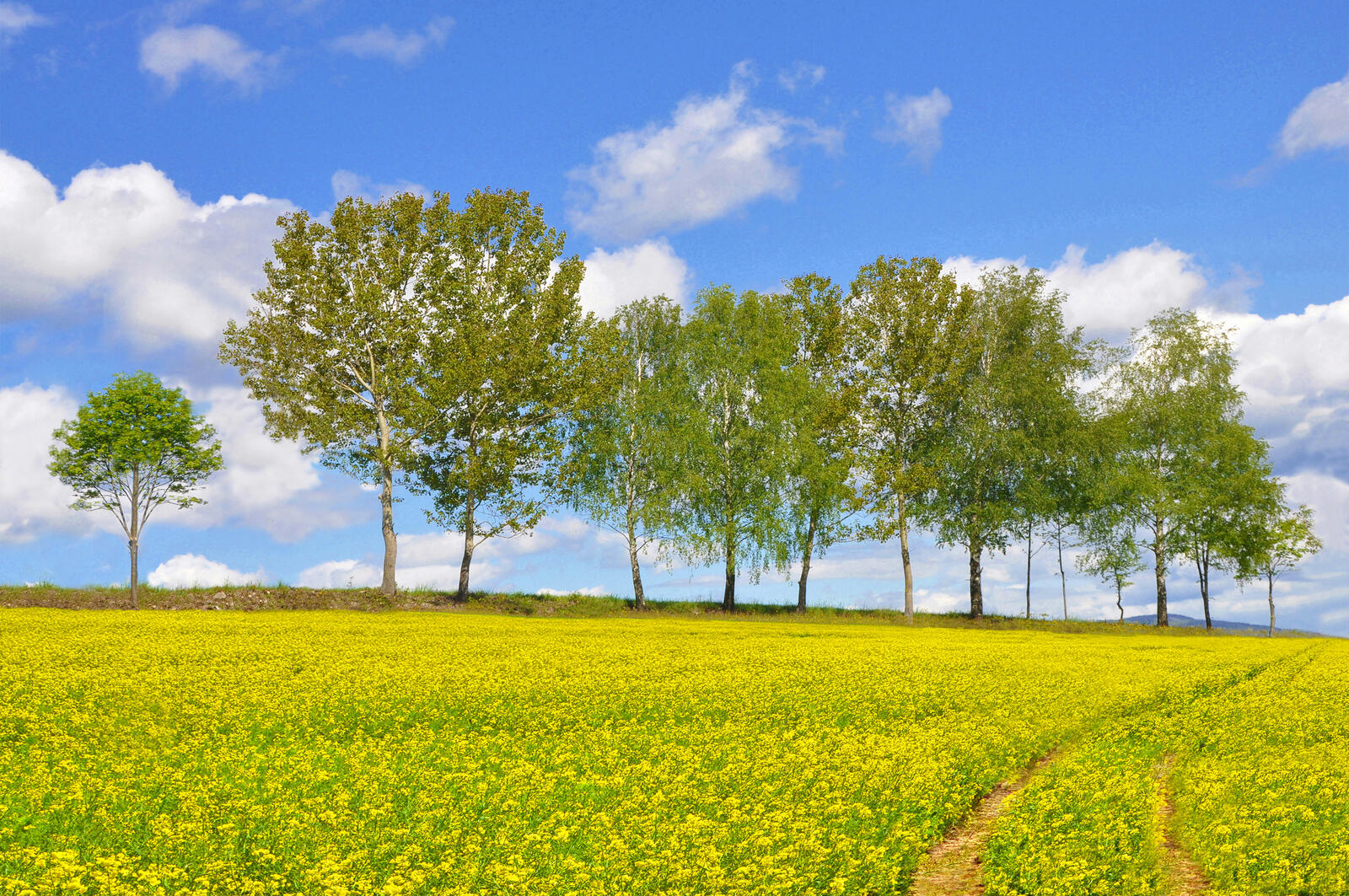 Wallpapers landscapes yellow field landscape on the desktop