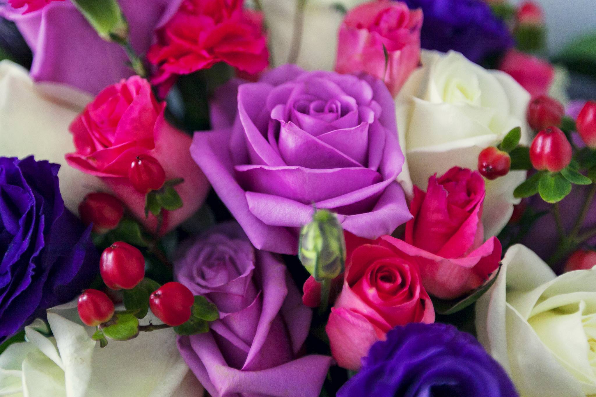 桌面上的壁纸蔷薇花蕾 玫瑰 粉红玫瑰