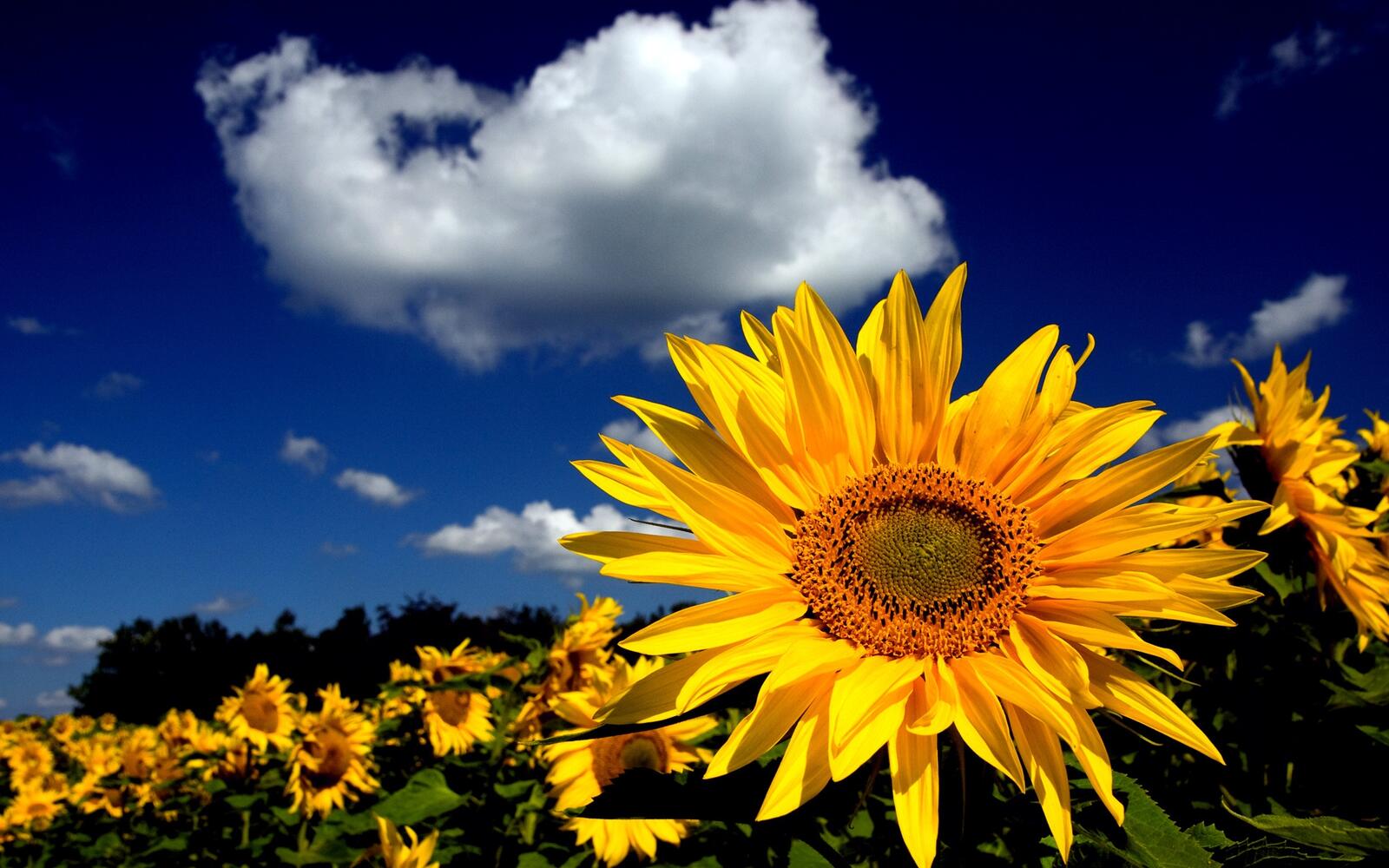 Wallpapers sunflowers sky yellow on the desktop