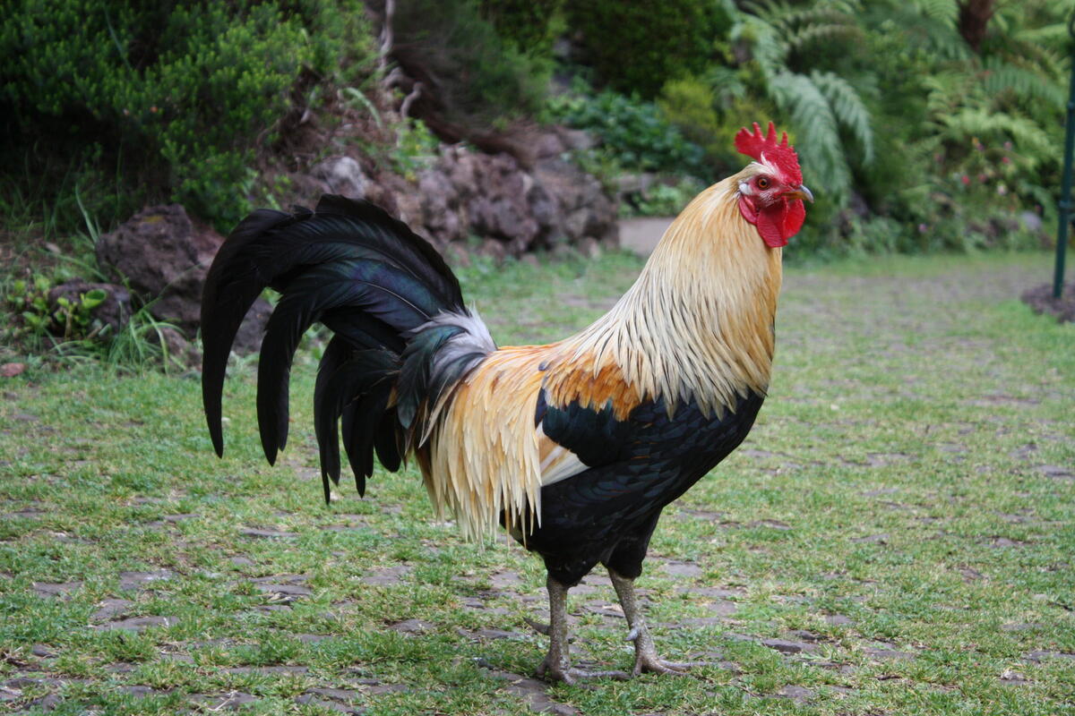 A rooster walks around his property