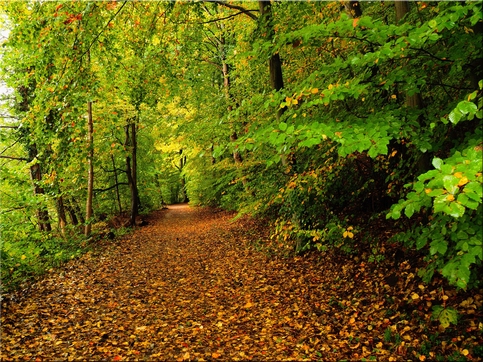 Wallpapers road through the forest road autumn on the desktop