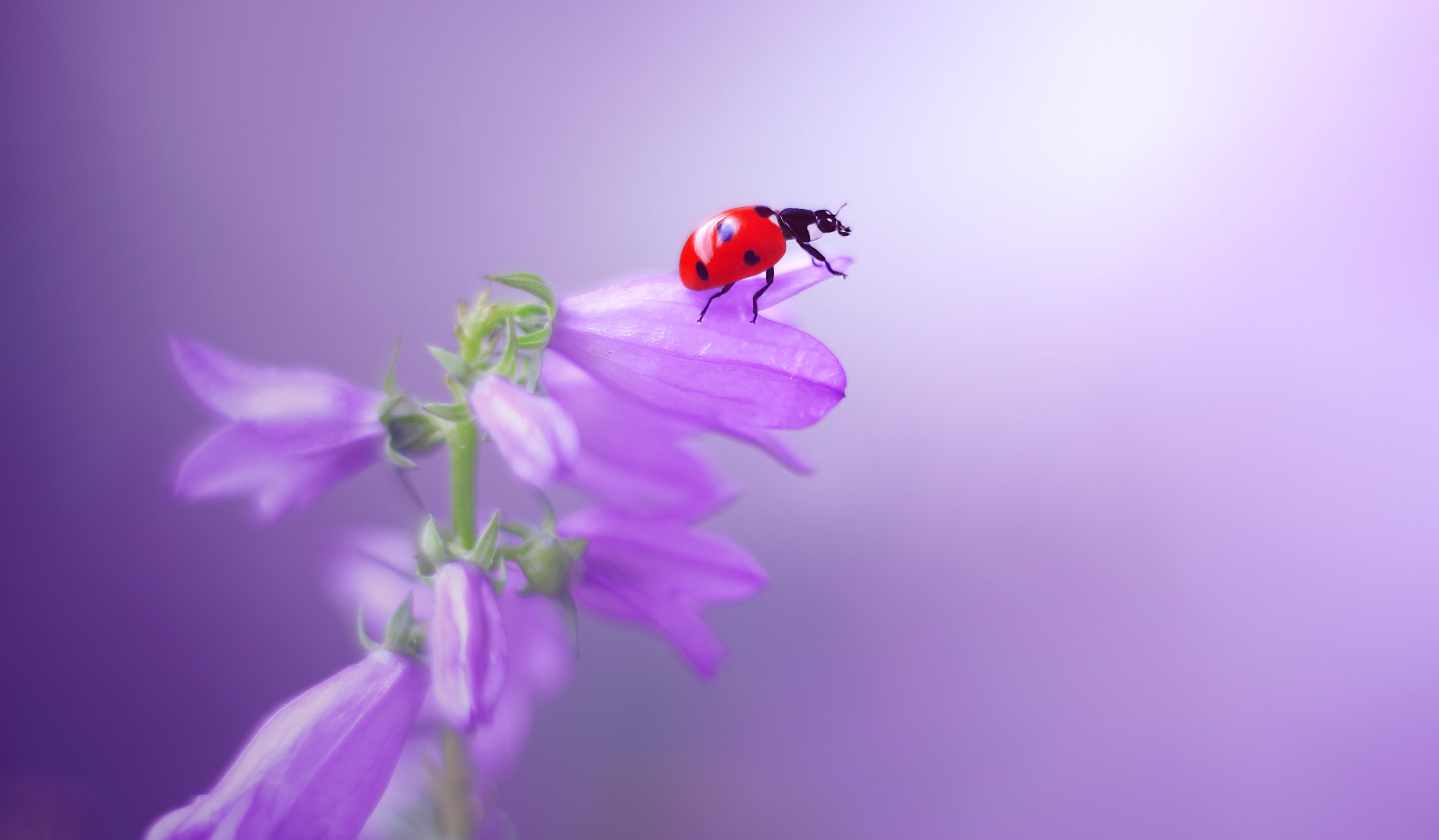 Фото бесплатно макро, насекомые, фиолетовые цветы