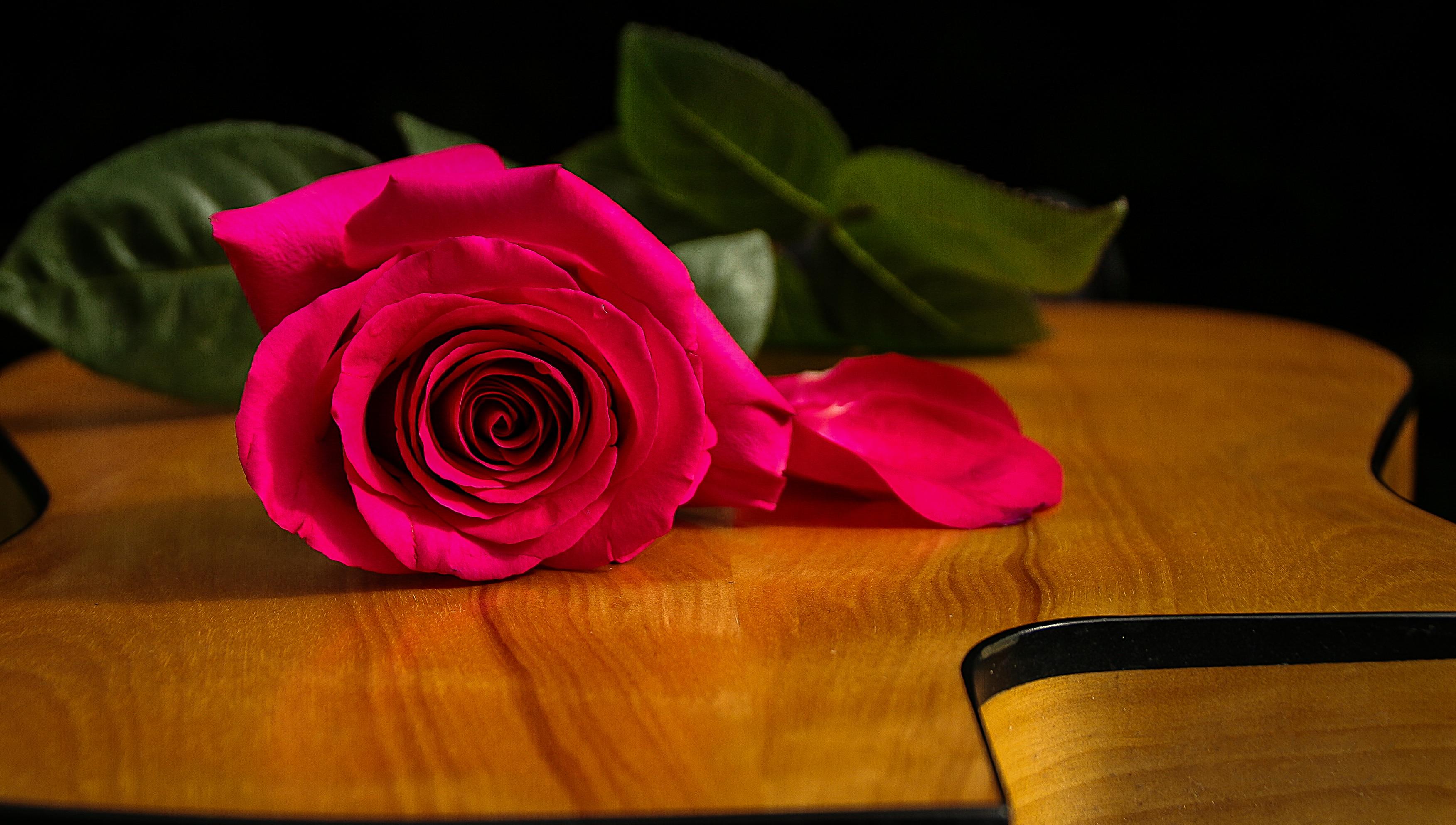 Обои Роза флора гитара на рабочий стол