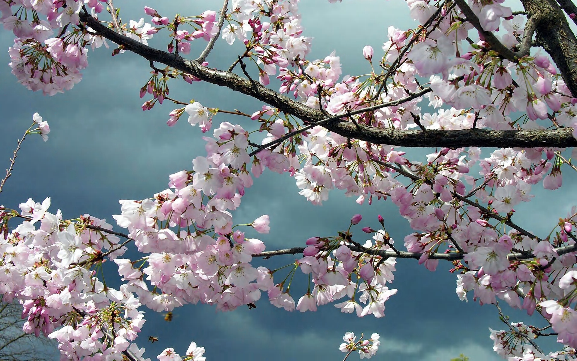Обои яблоня цветущие деревья весна на рабочий стол