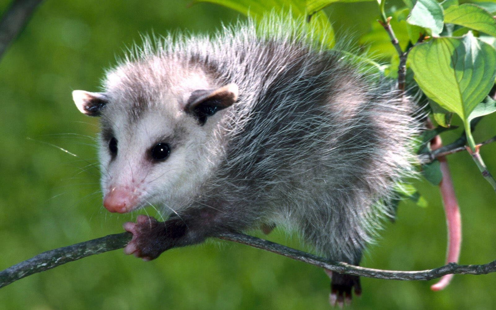 Wallpapers opossum cub muzzle on the desktop
