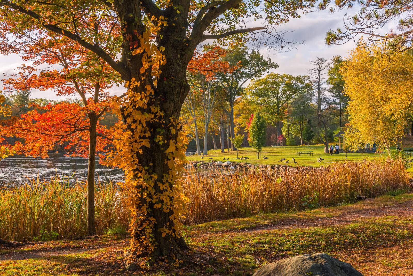 Wallpapers autumn trees Massachusetts on the desktop