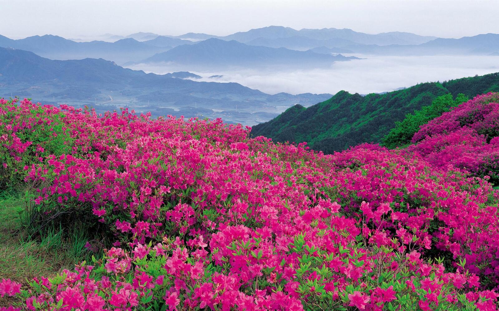 Wallpapers pink flowers valley on the desktop