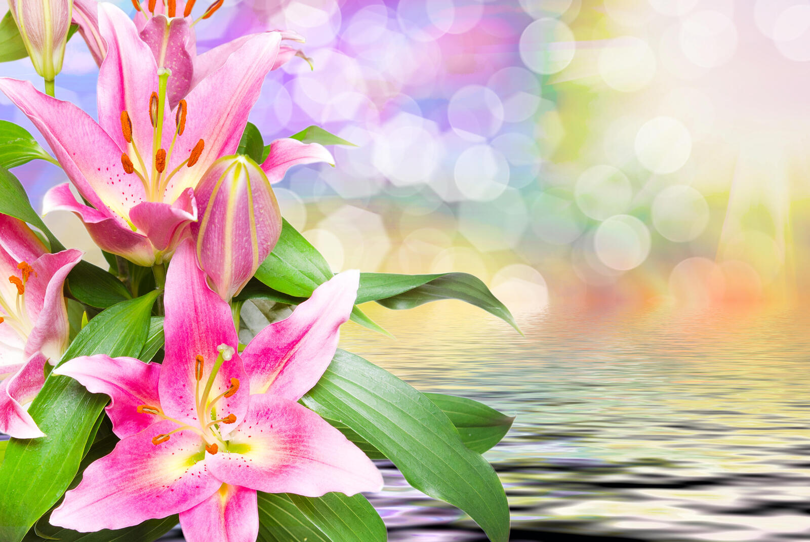 Wallpapers flowers close-up lily beautiful background on the desktop
