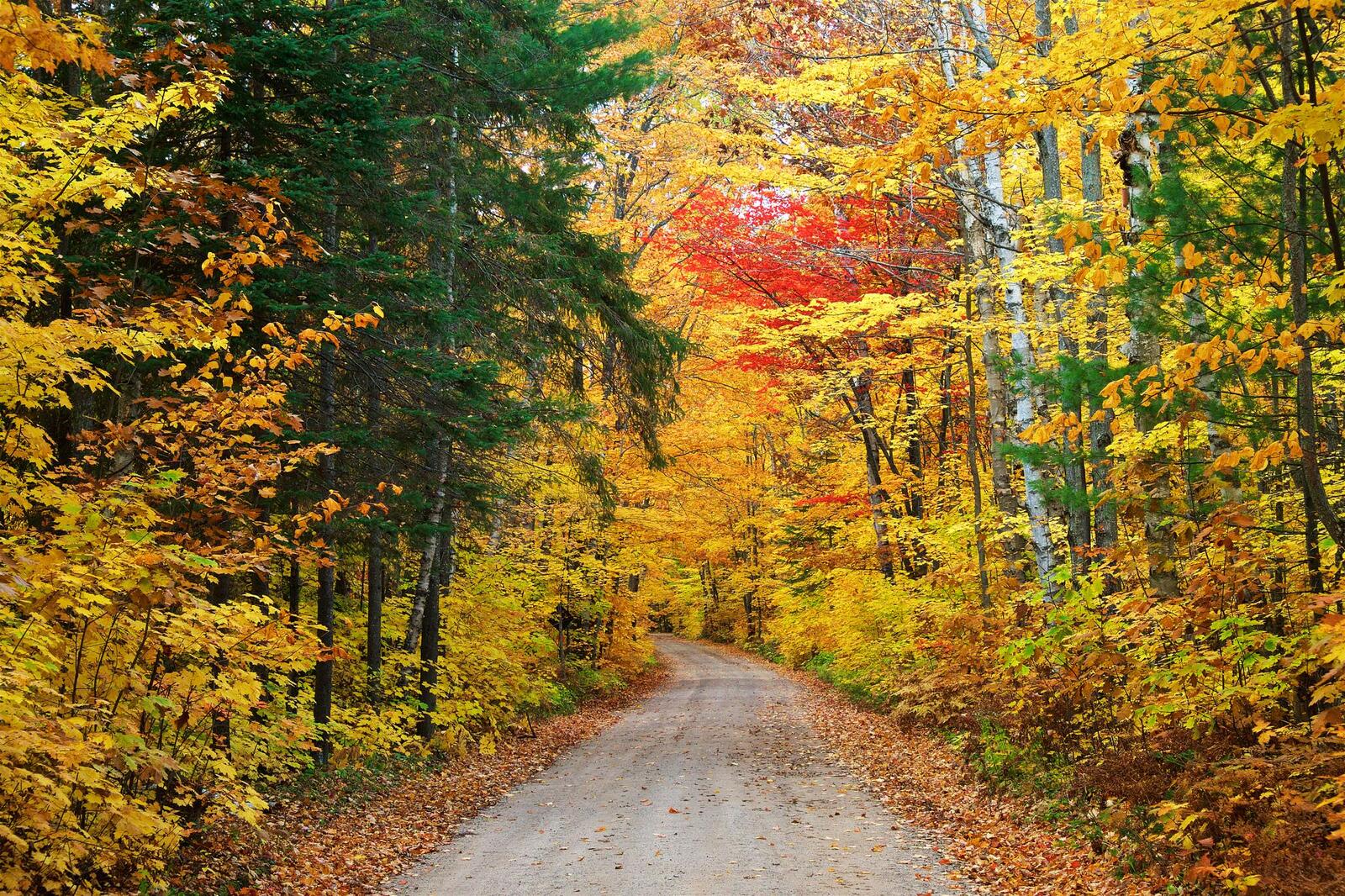 Wallpapers forest autumn forest road on the desktop