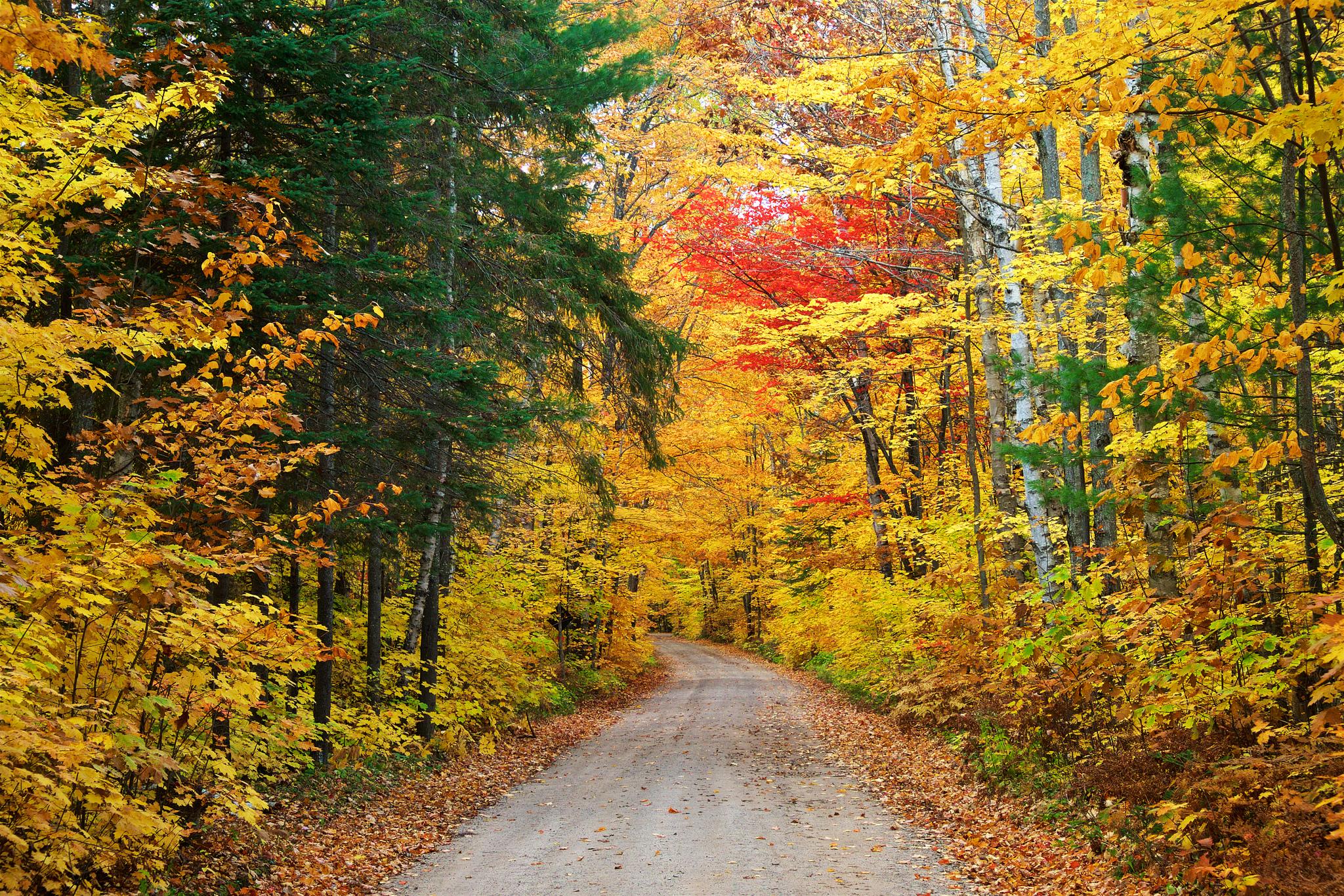 Wallpapers forest autumn forest road on the desktop