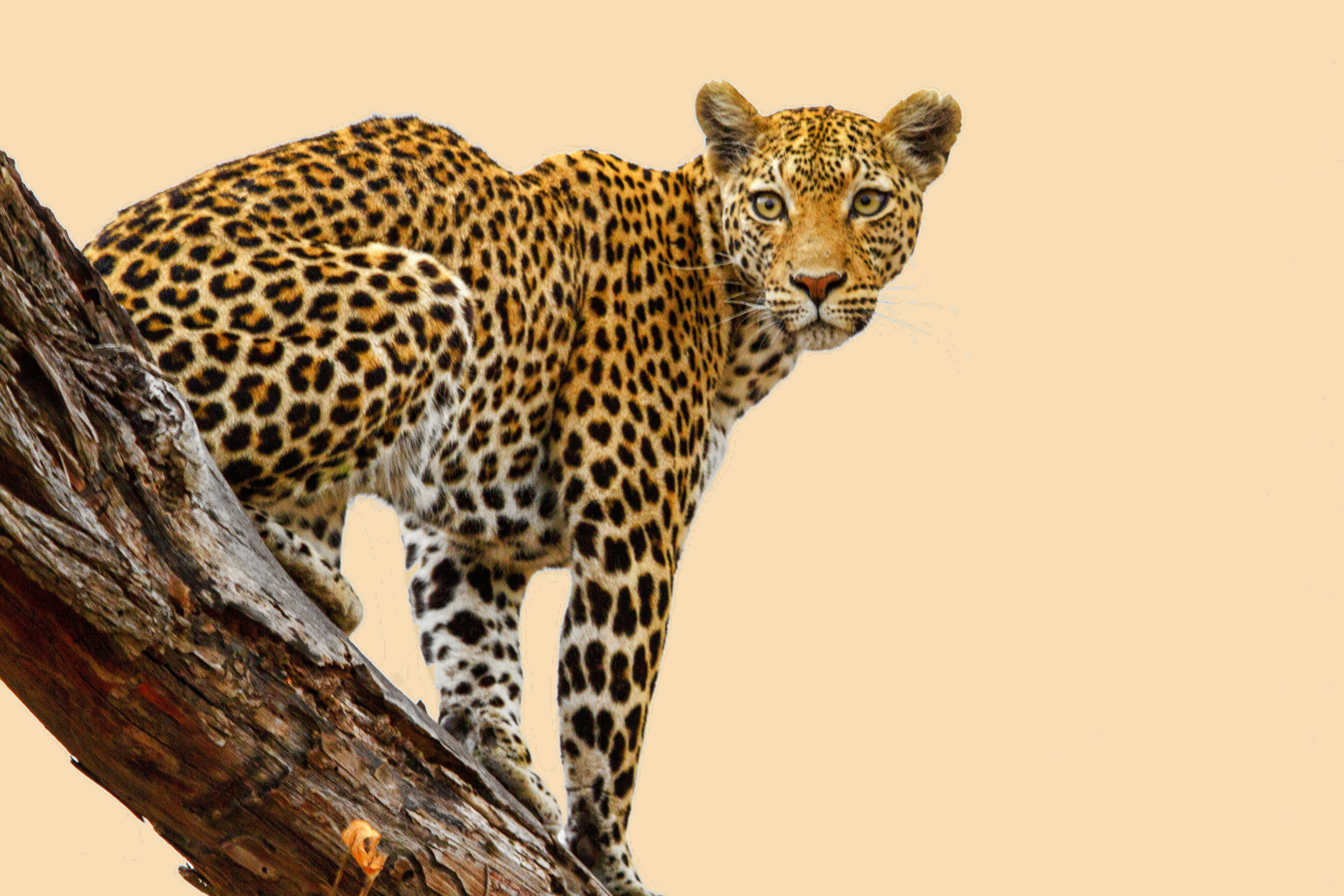 Обои Leopard леопард хищник на рабочий стол