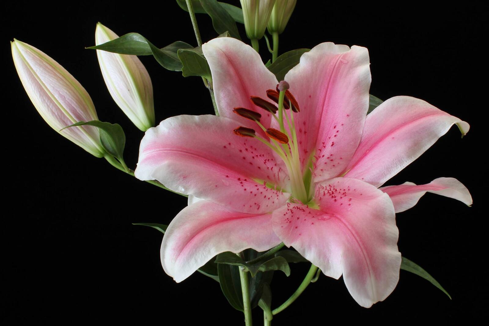 Wallpapers flowers lily black background on the desktop