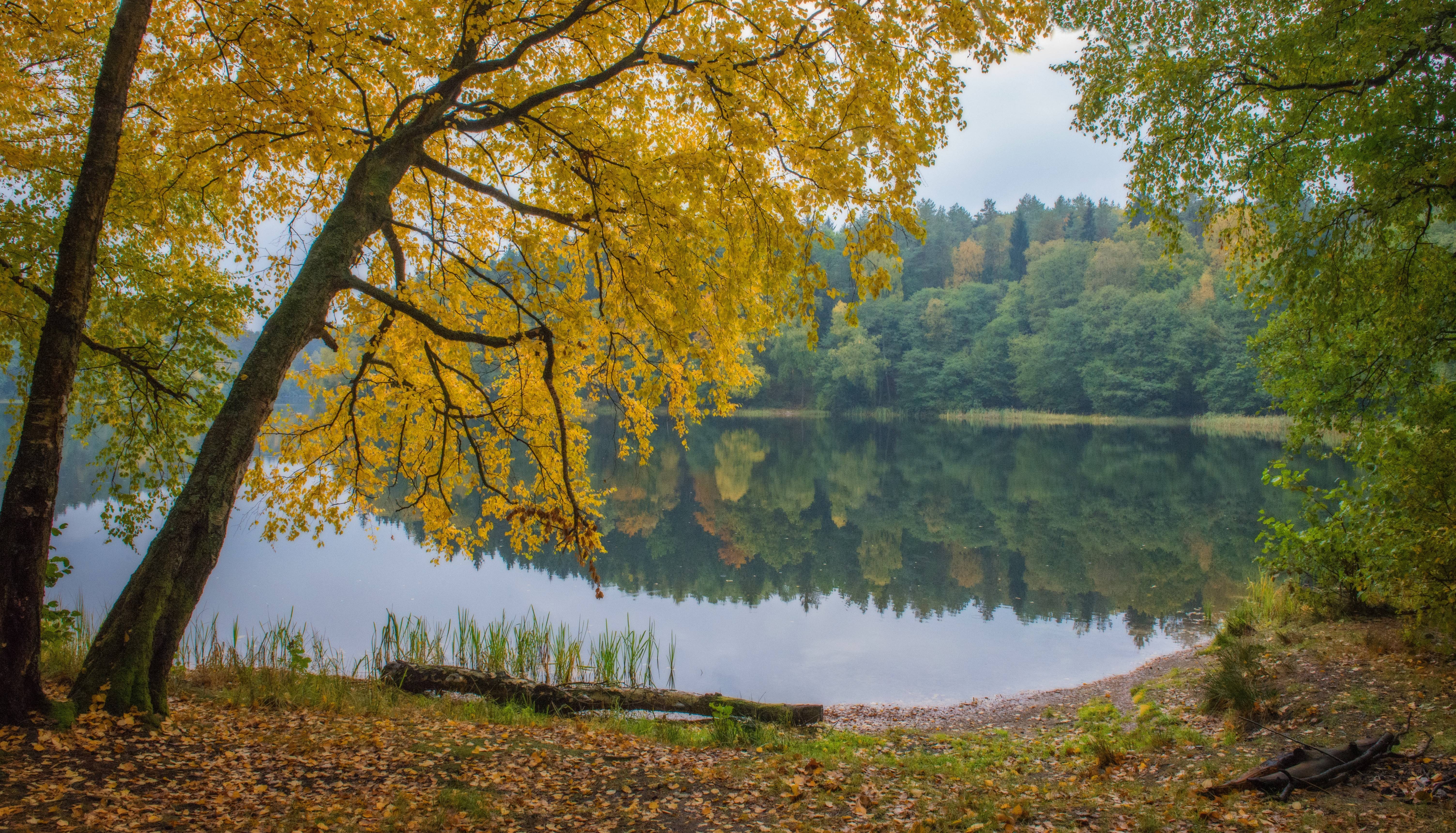 Фото бесплатно желтые листья, осенний лес, осень