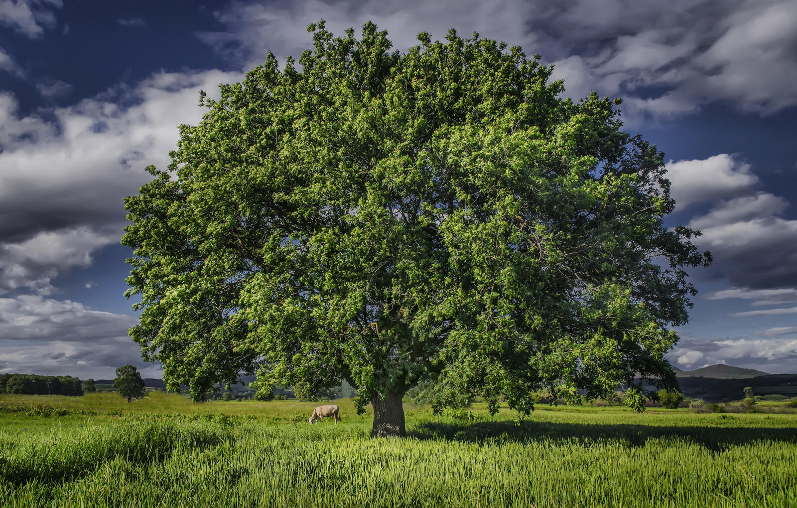 Бесплатное фото Красивые обои поле, дерево на телефон