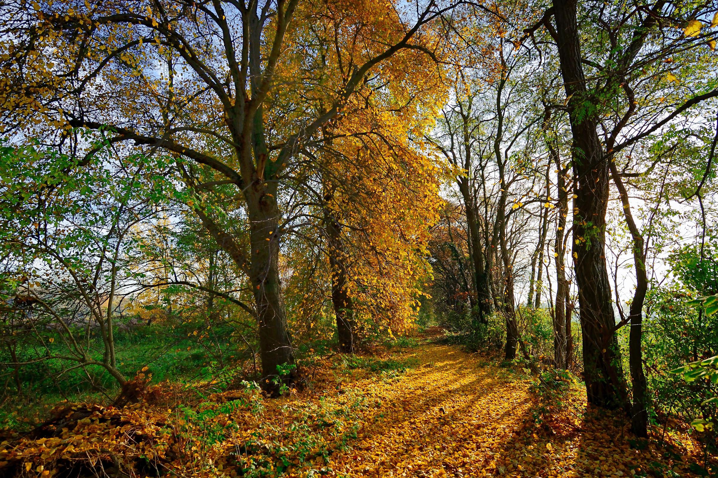 Wallpapers autumn forest nature rare forest on the desktop