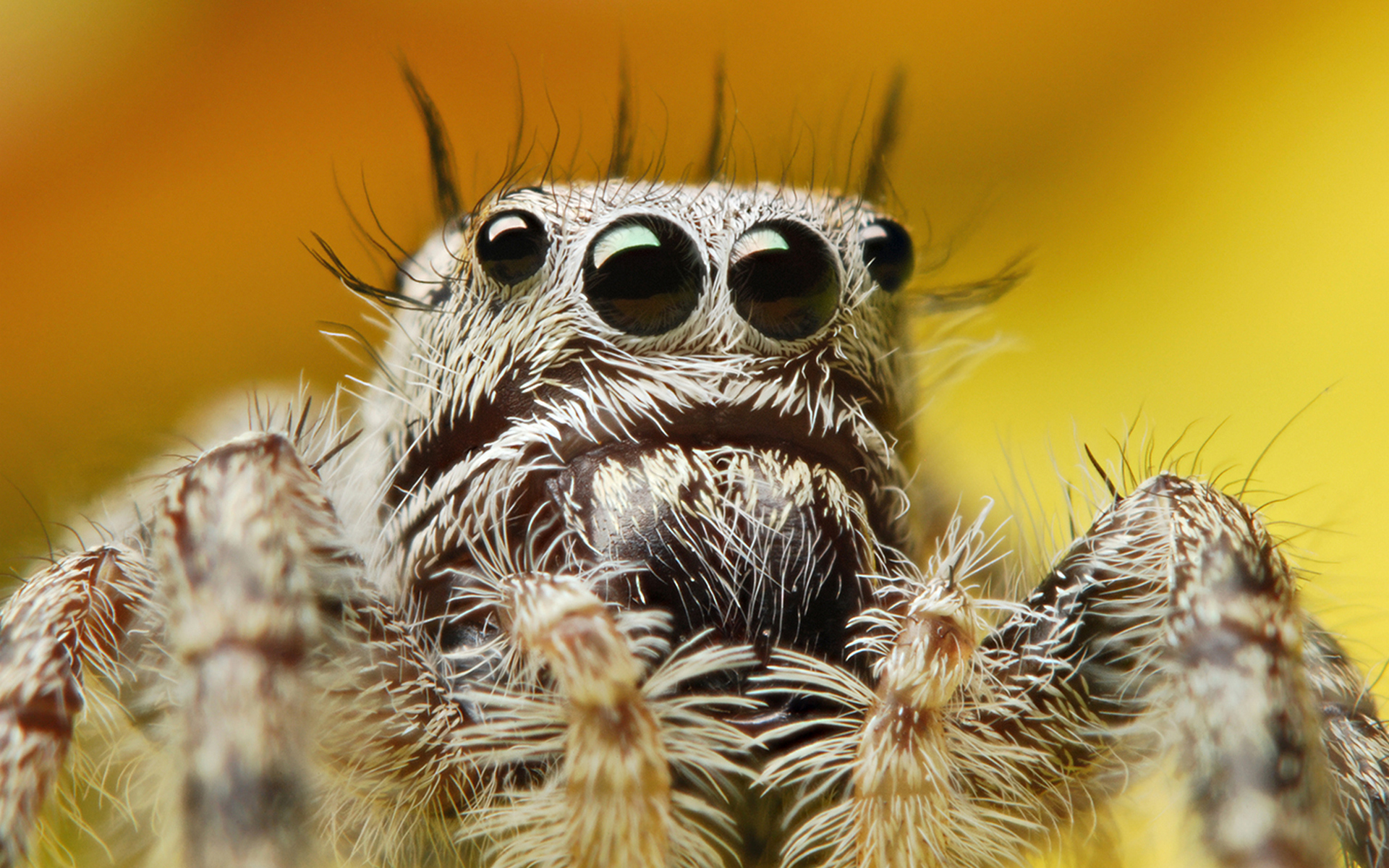 Wallpapers spider muzzle eyes on the desktop