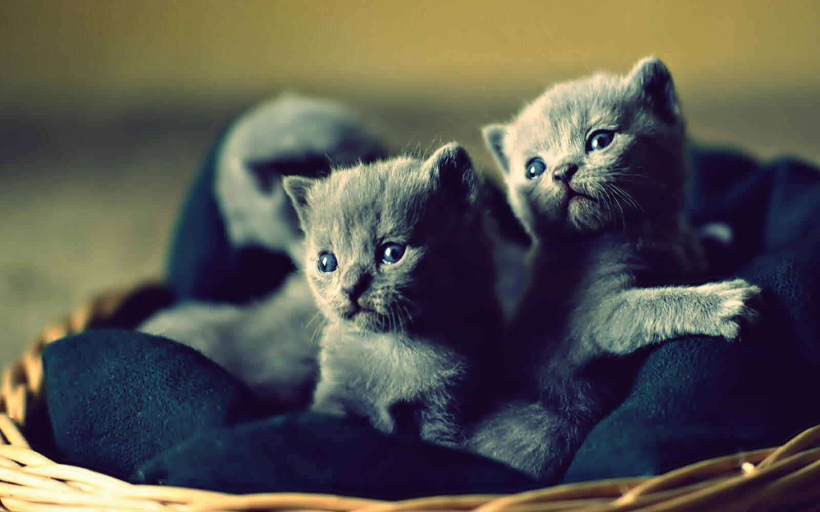 Wallpapers kittens small british on the desktop