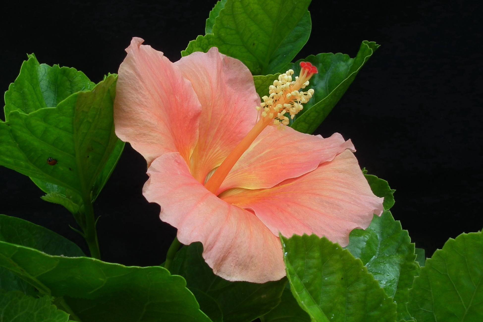 Фото бесплатно гибискус, цветы, розовый цветок