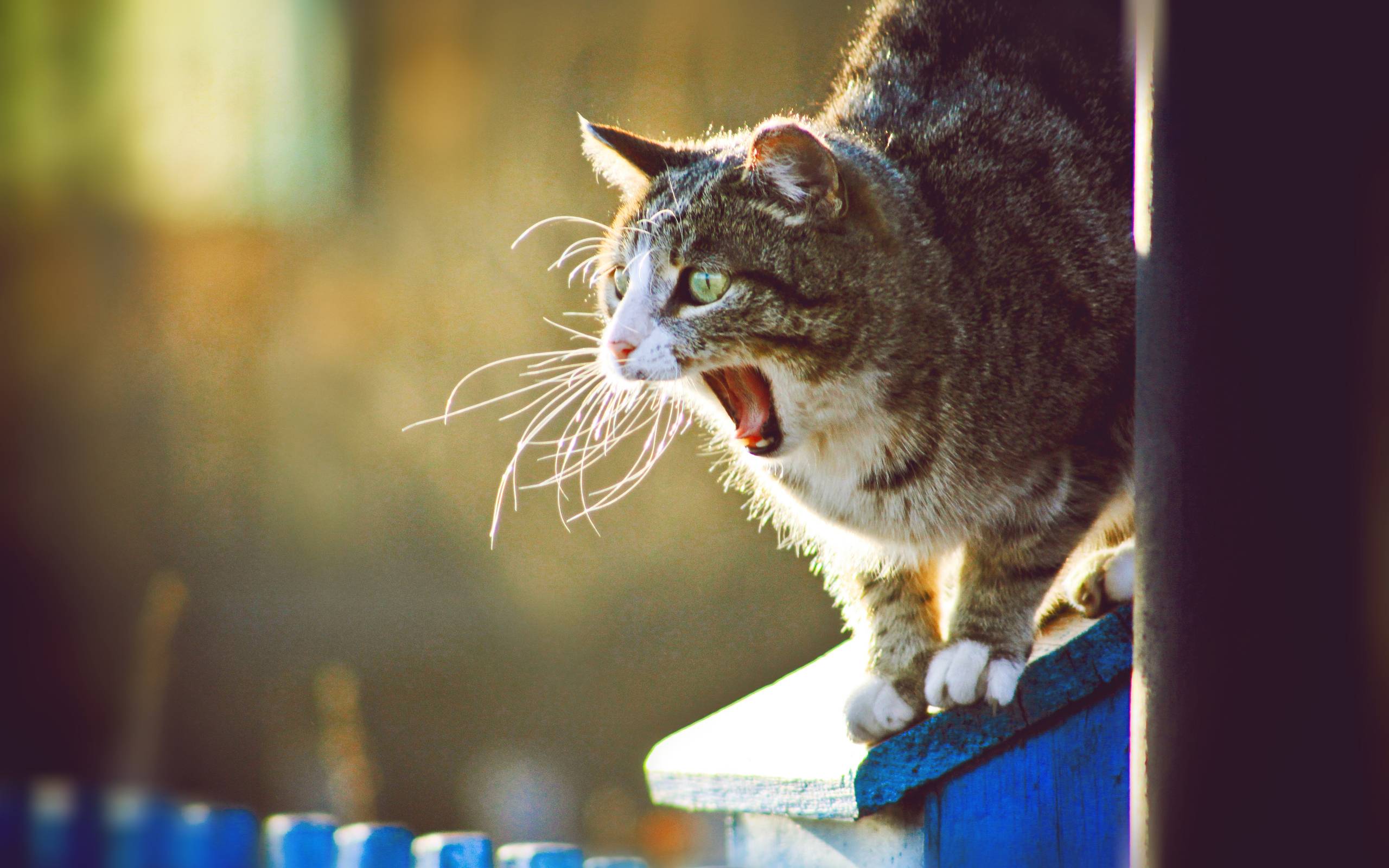 Wallpapers cat yawning muzzle on the desktop