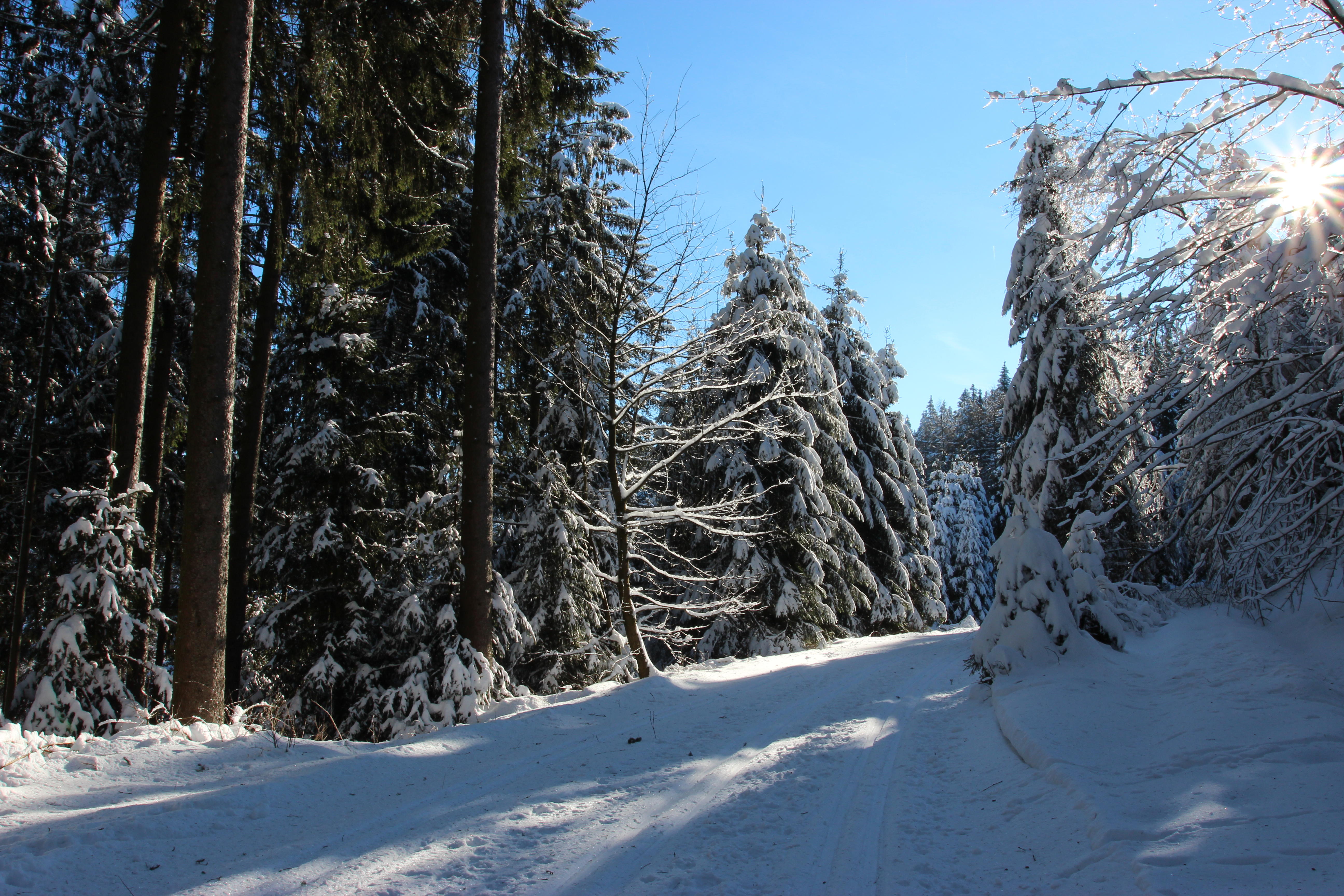 Фото бесплатно природа, деревья, снег в лесу