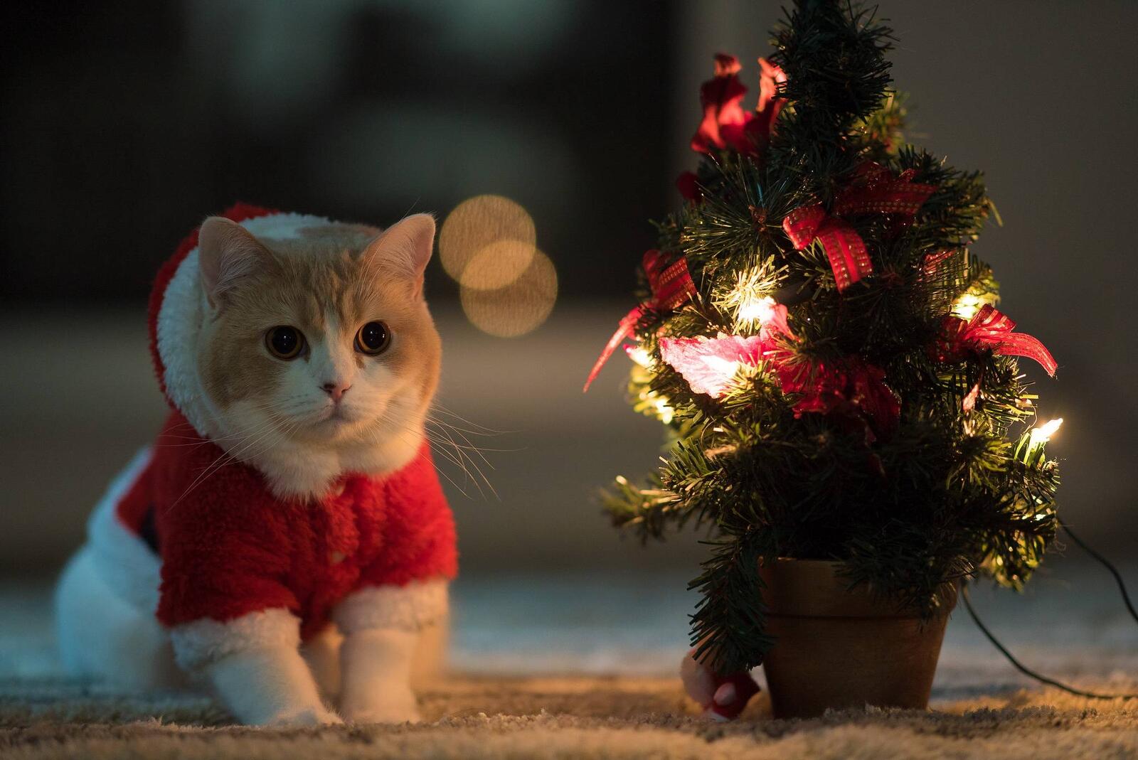 桌面上的壁纸小猫 圣诞树 新年心情