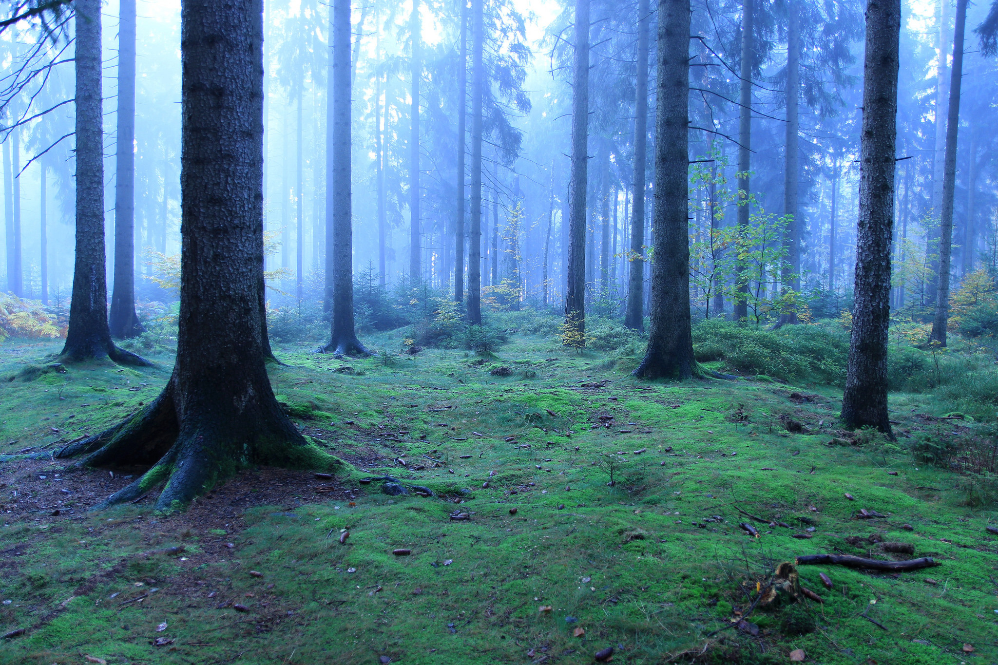 Wallpapers fog in the forest fog coniferous forest on the desktop